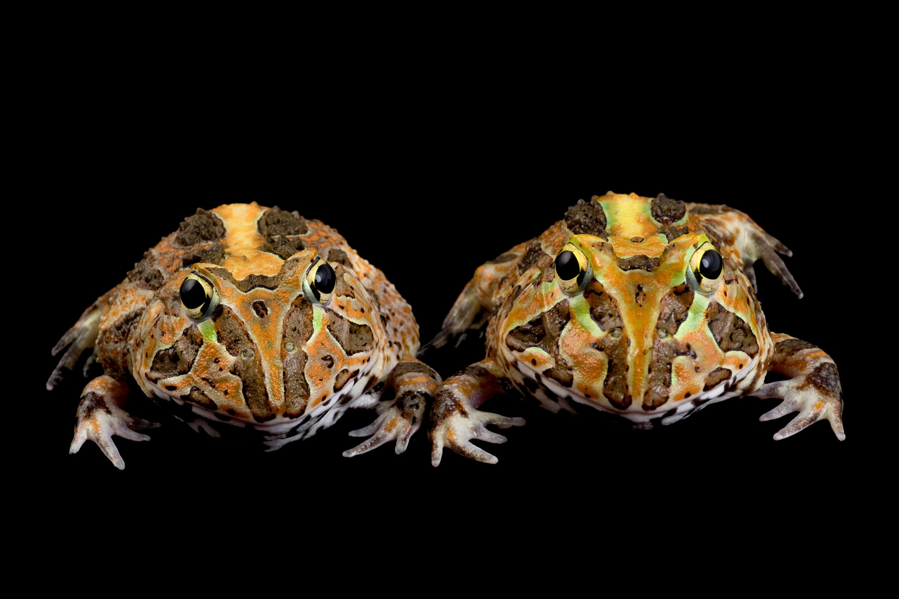 Stolzmann's horned frogs