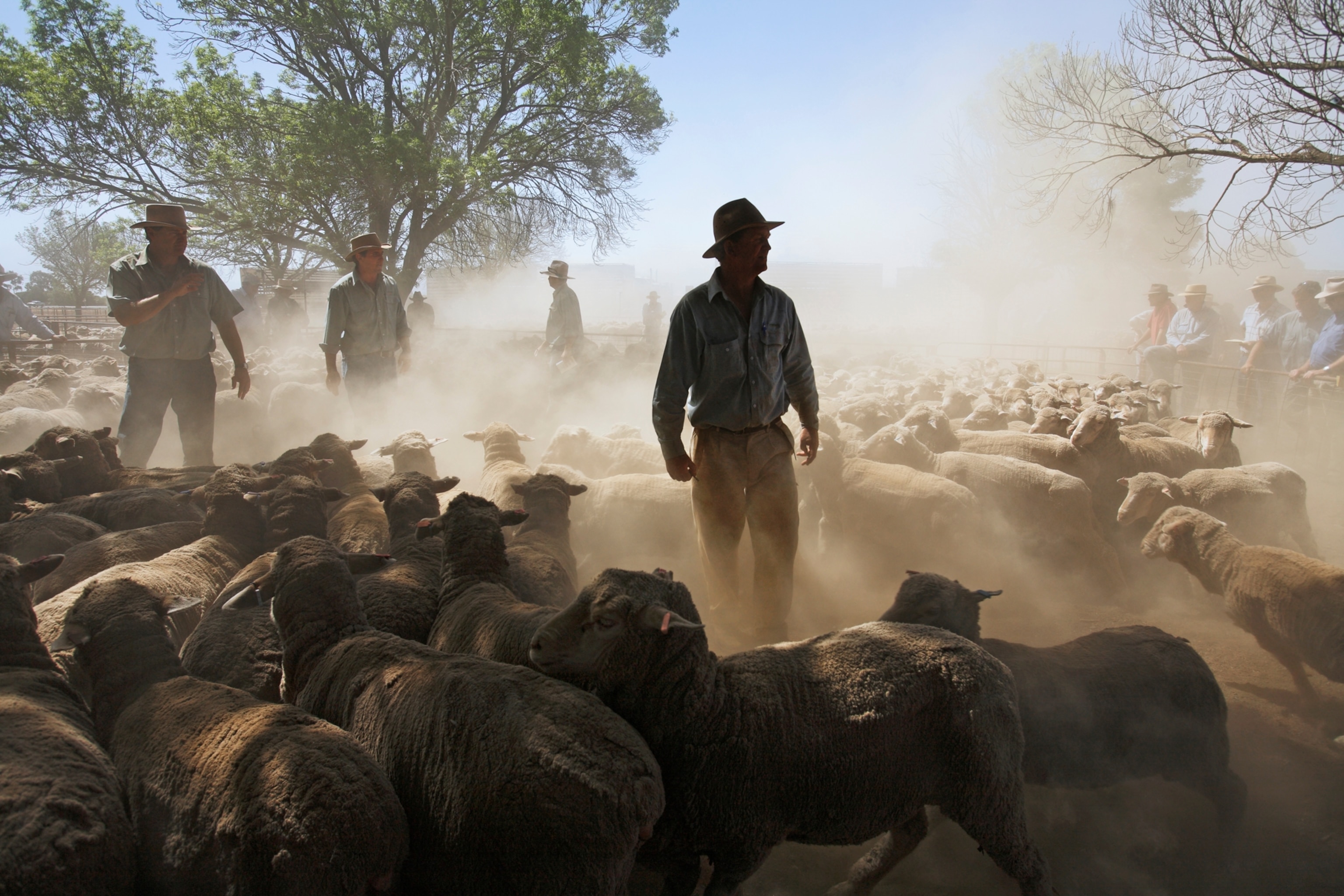 sheep graziers