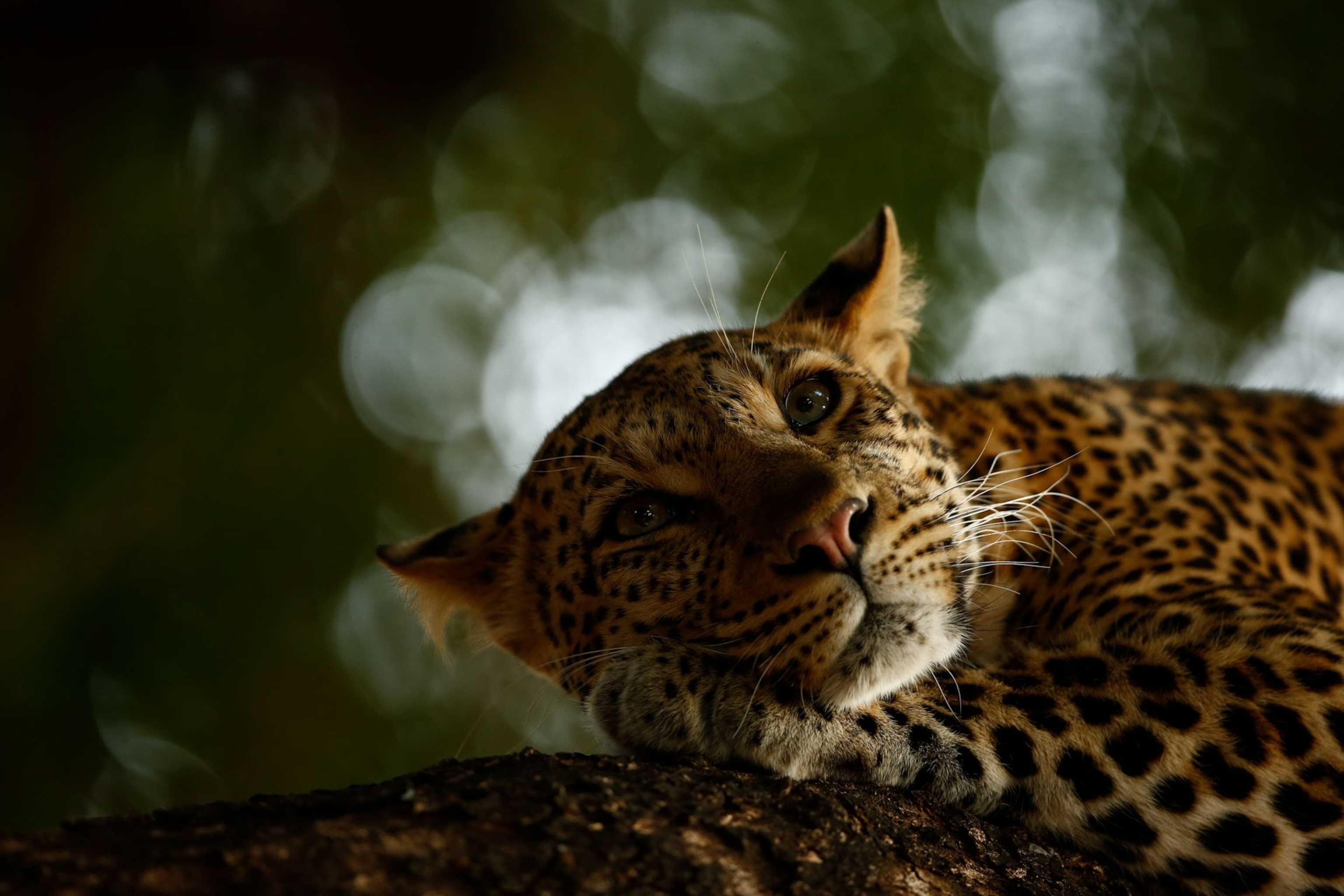 a leopard lounging on a low branch of a tree