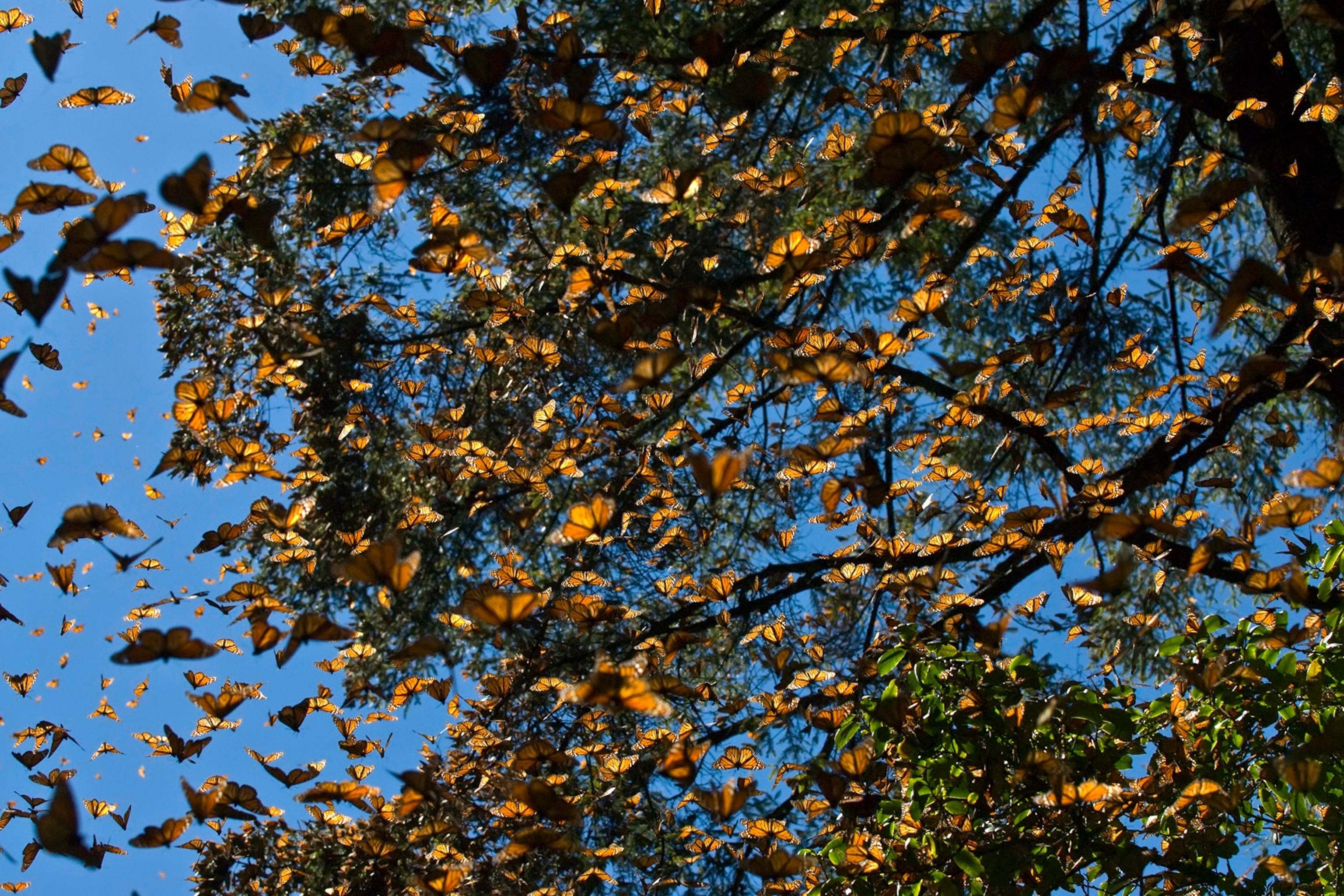 monarch butterflies