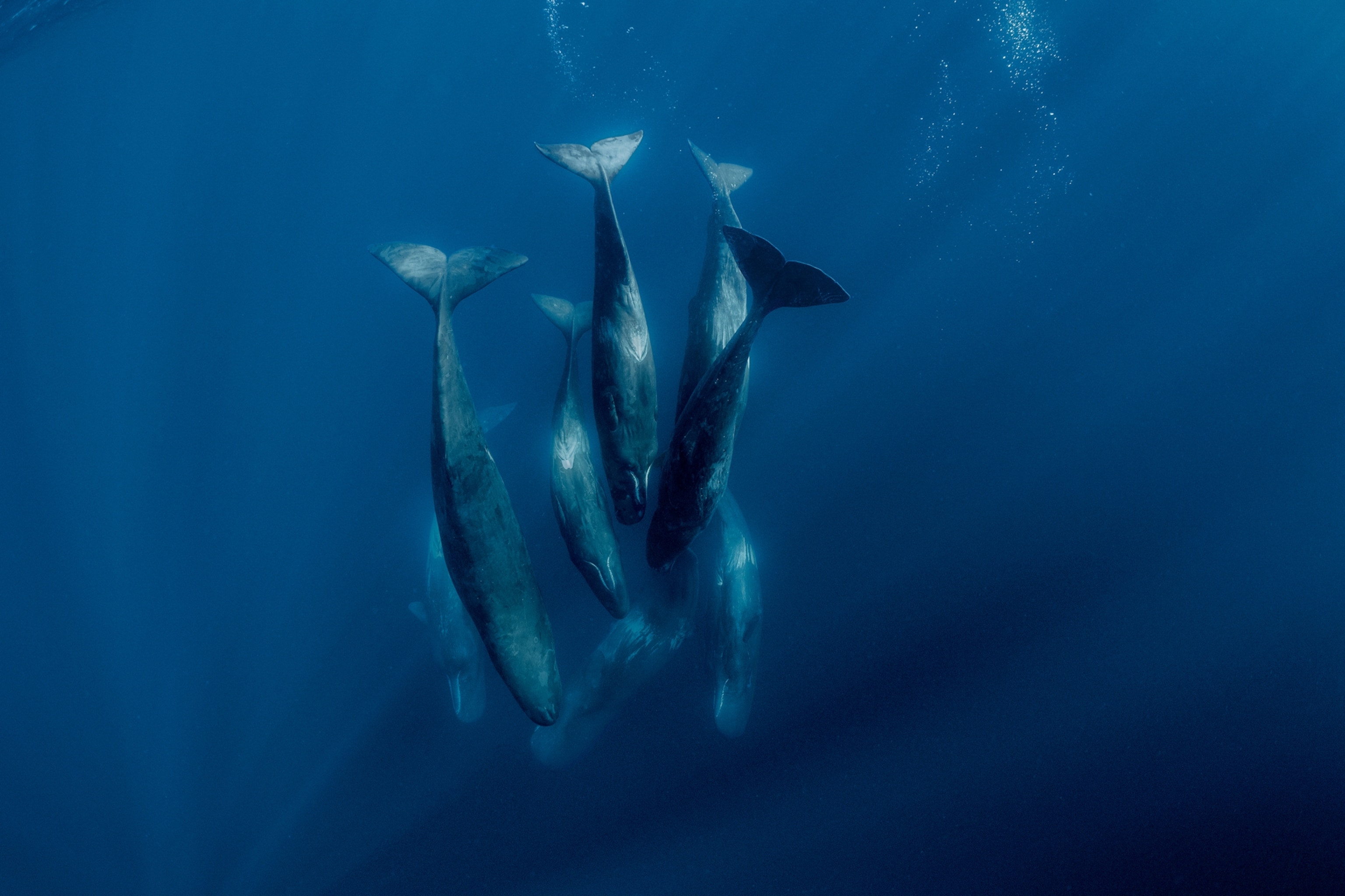 Upwards of six sperm whales dive vertically below the surface