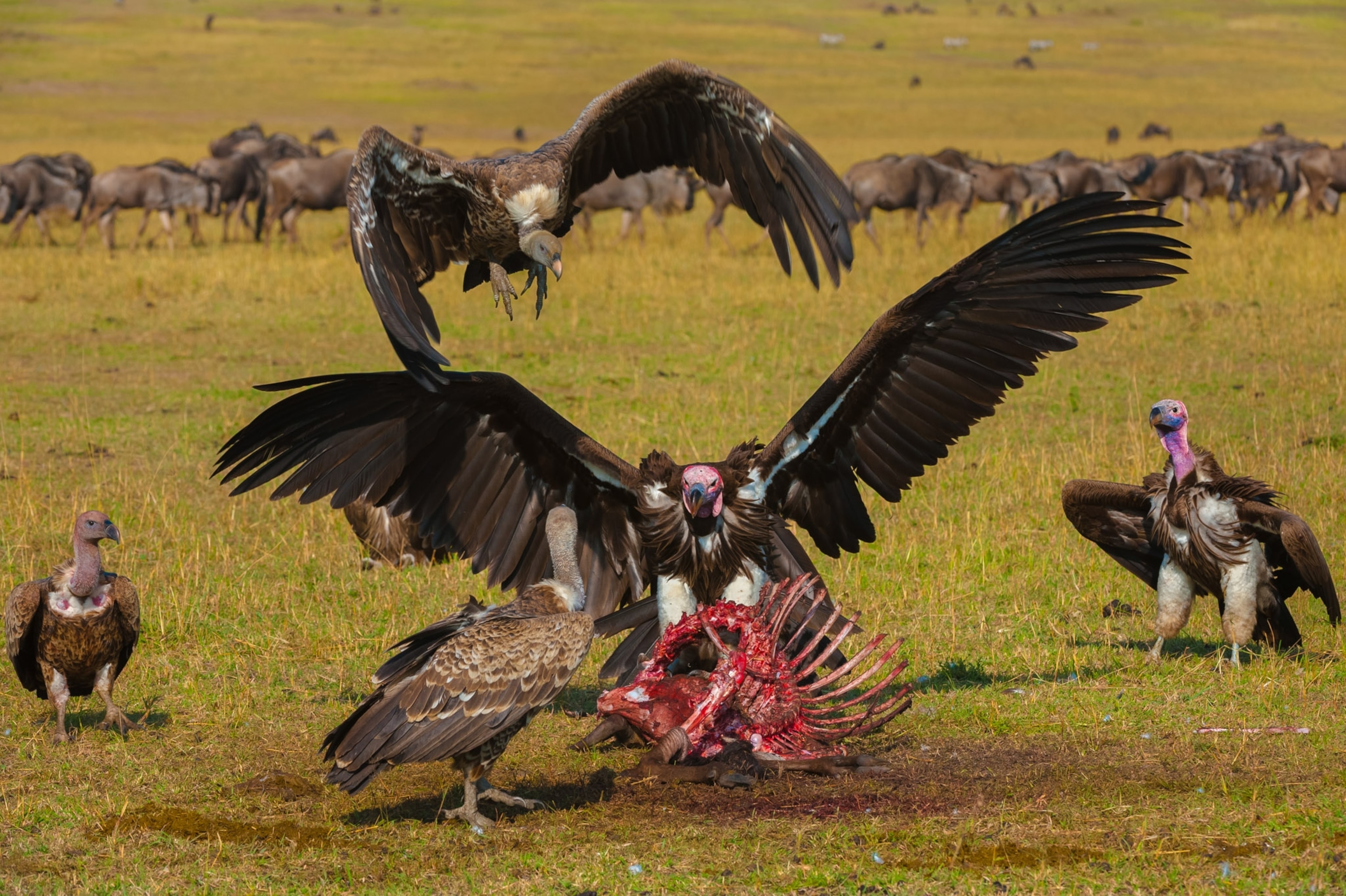 Lappet-faced vultures, Torgos tracheliotos, and white-backed vultures, Gyps africanus, at wildebeest carcass,