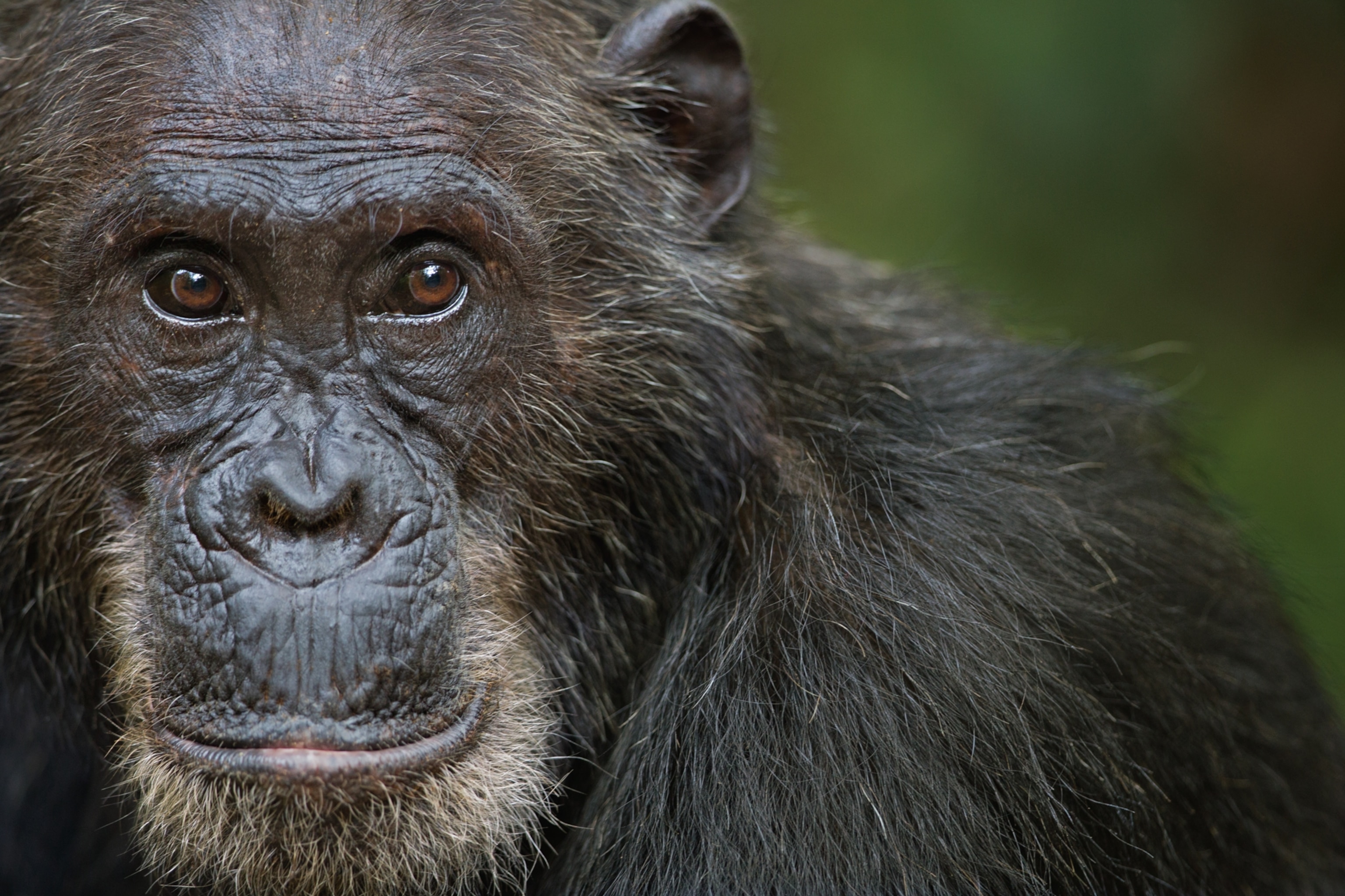 chimpanzee Frodo