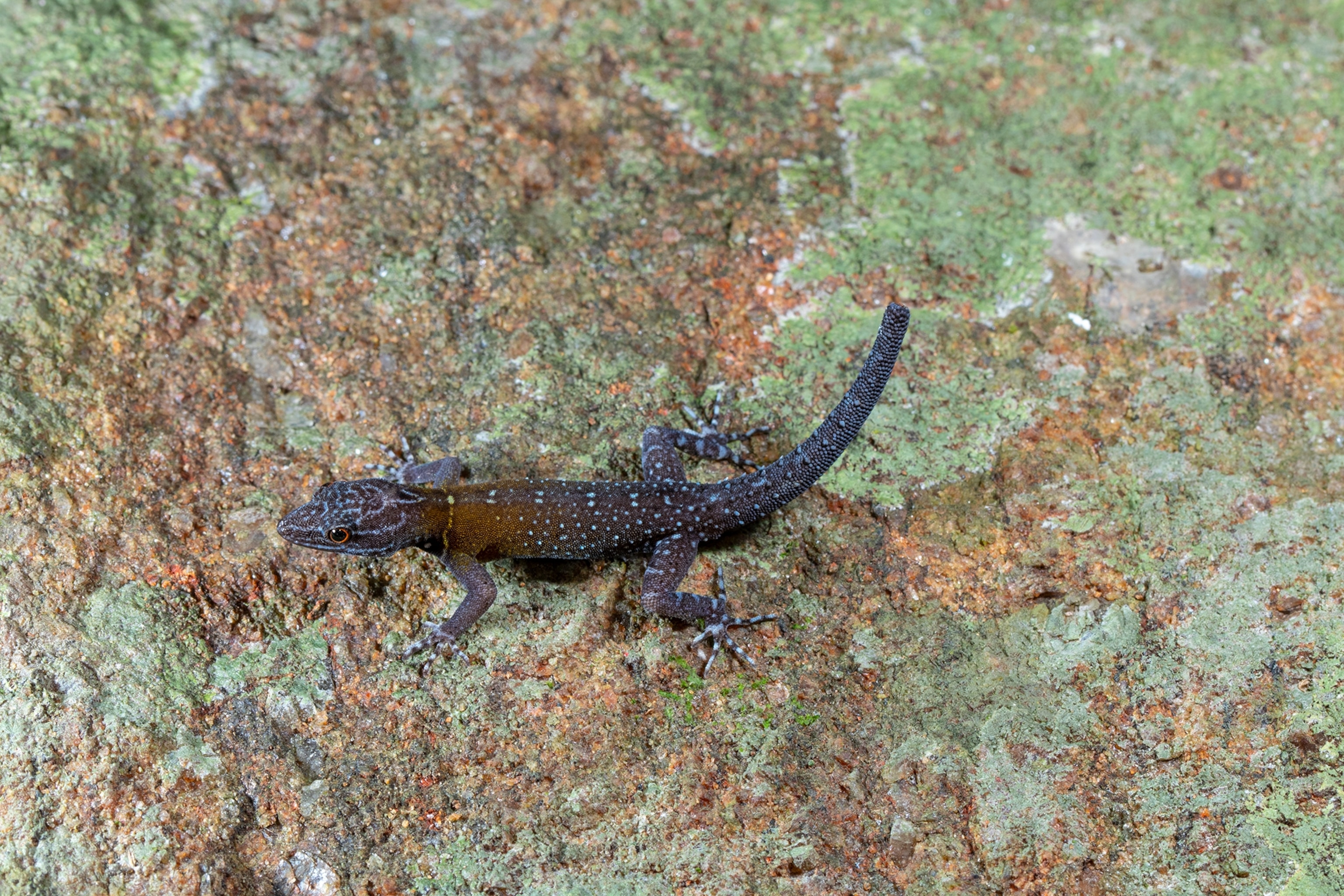 A lizard with spots on its body.