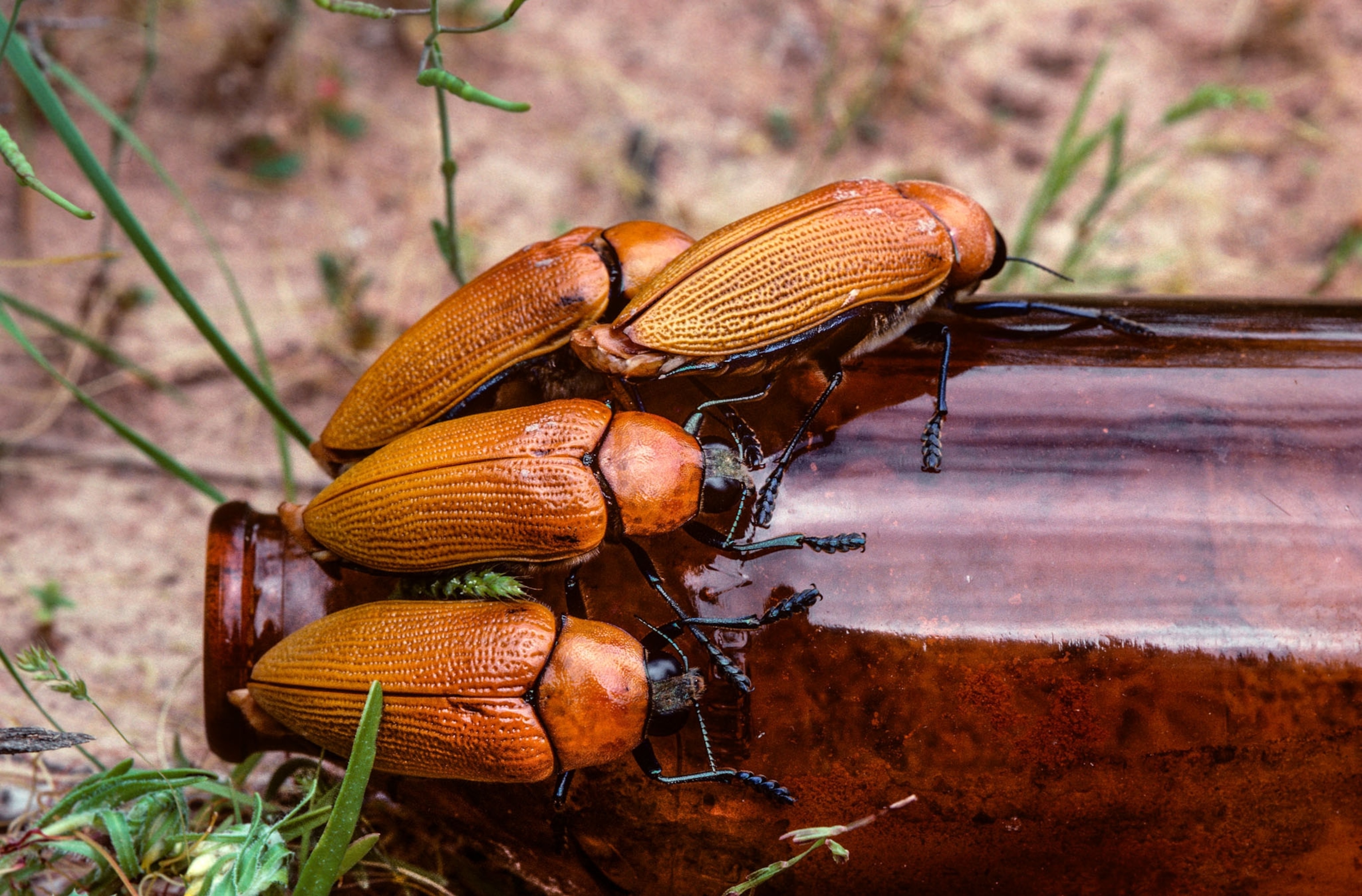 Picture of four beetles on brown glass beer bottle.