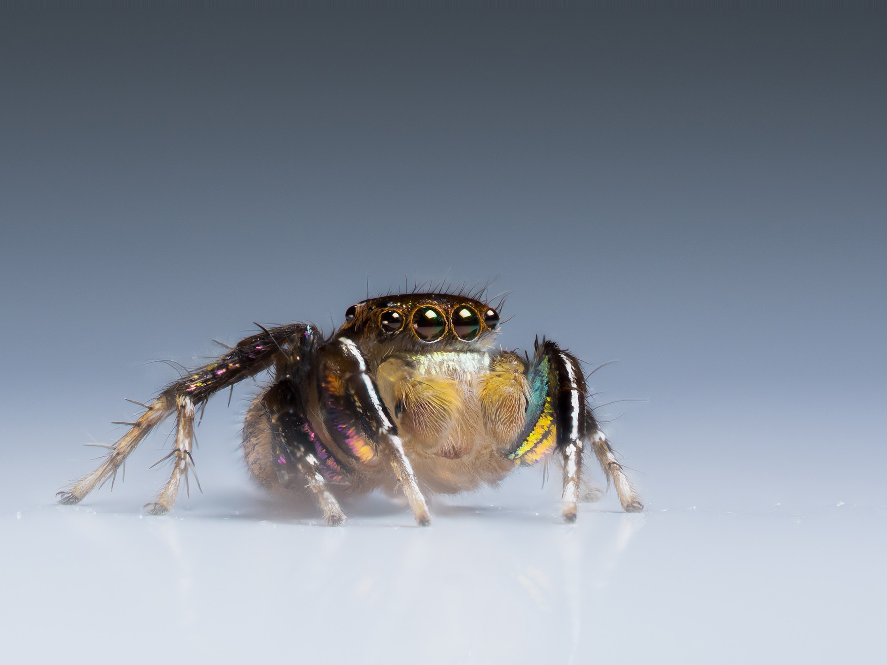 a jumping spider
