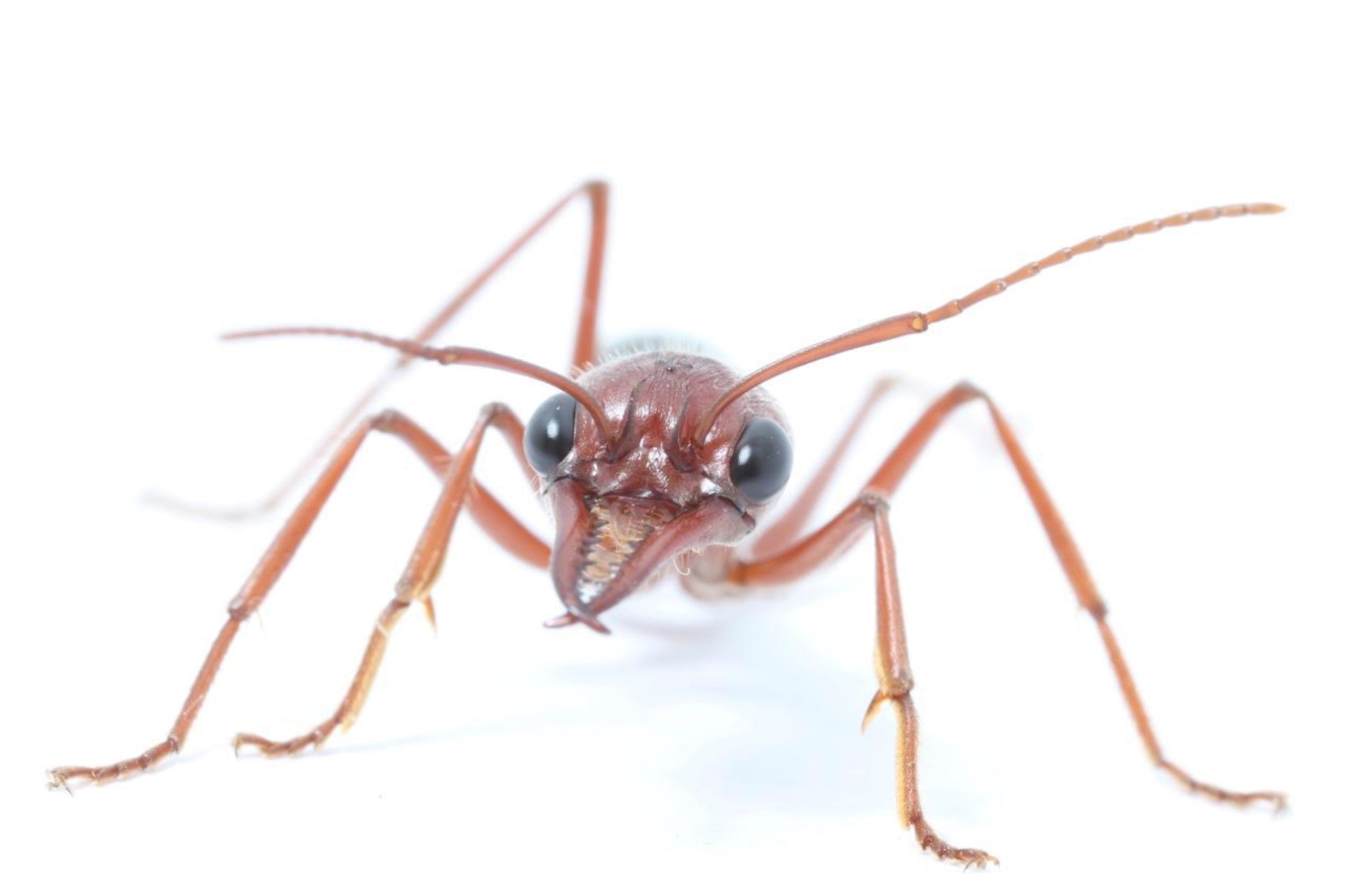 A bull ant is photographed on a white background