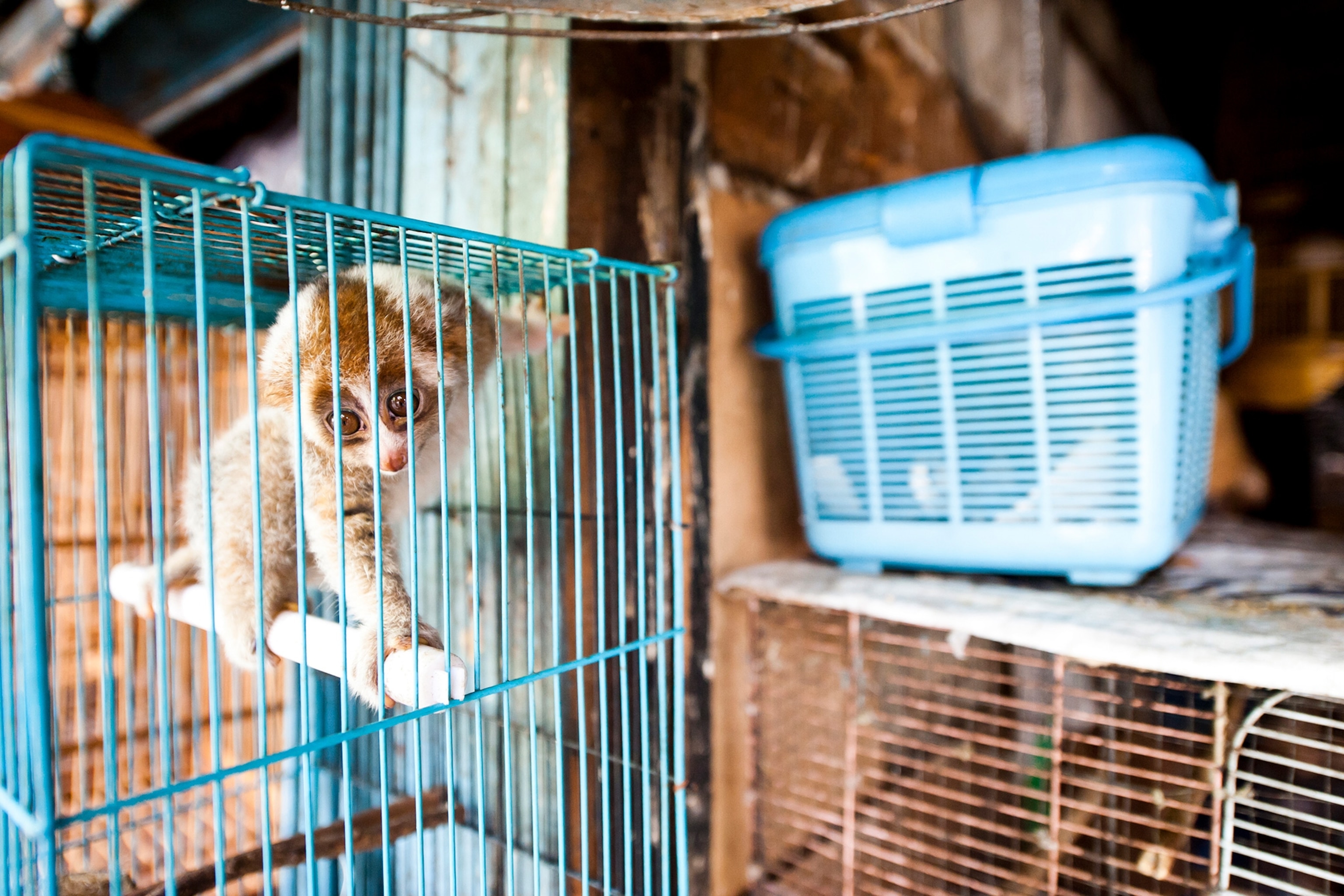 a slow loris