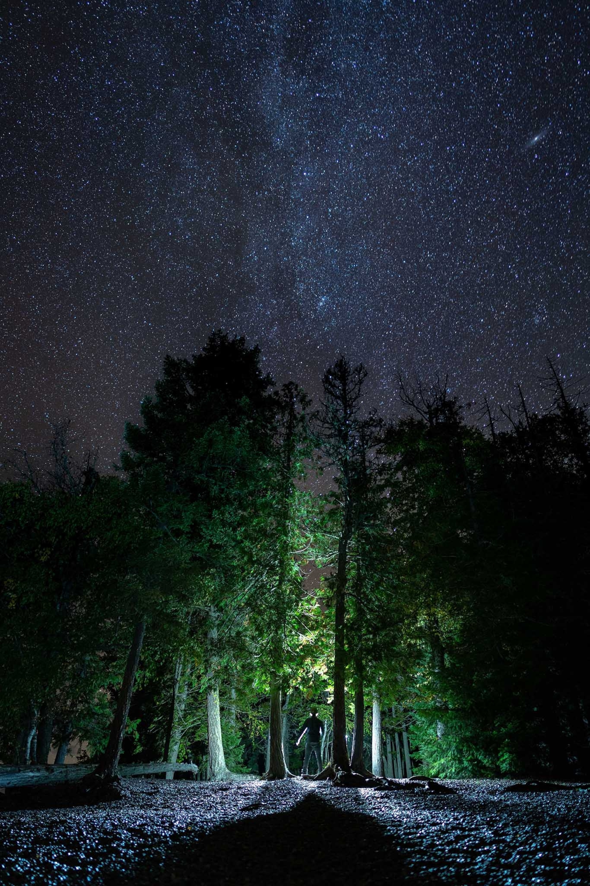 A person standing below the trees, the Milky Way and the stars just beside Lake Macdonald, Montana.