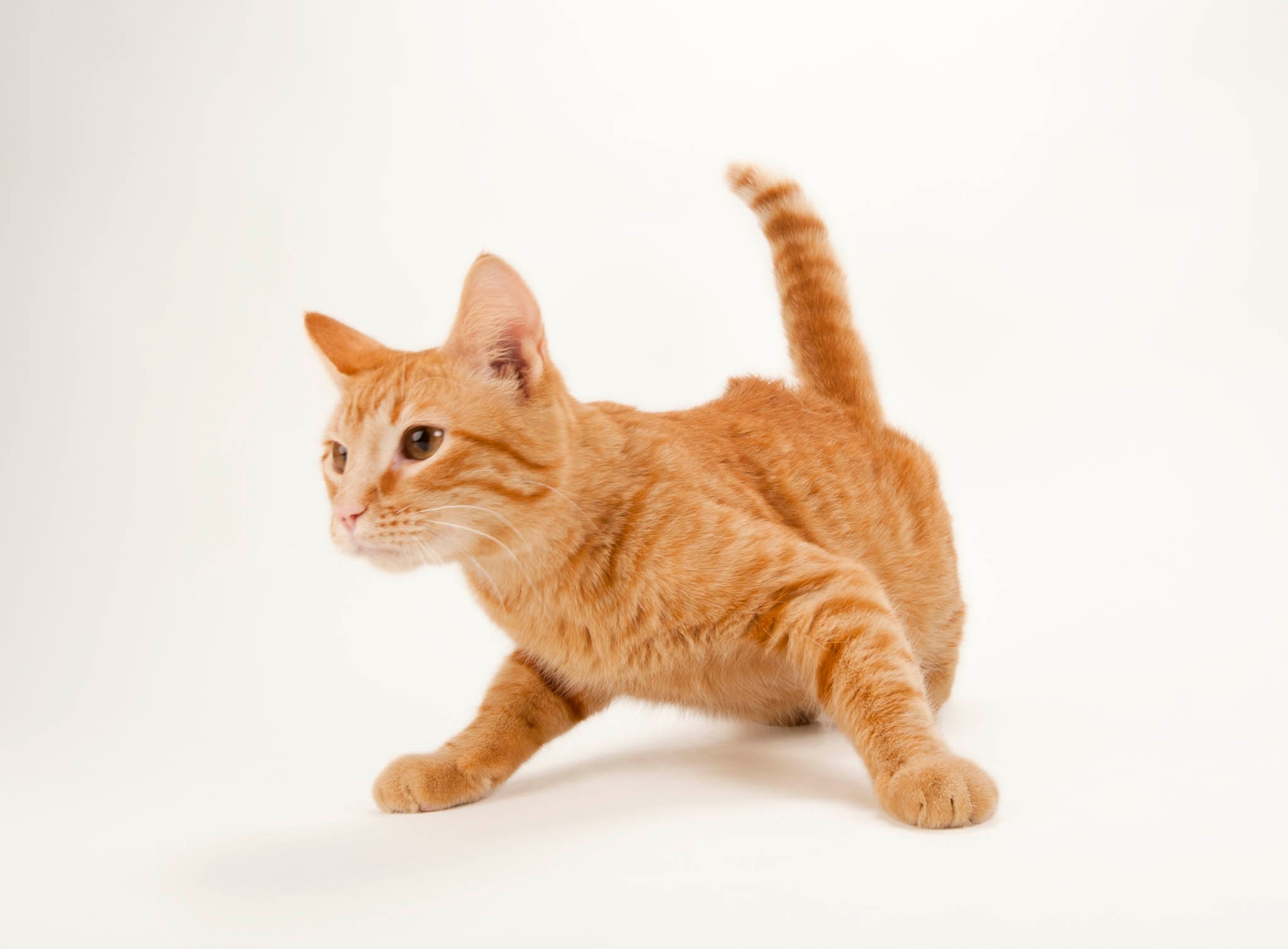 an orange tabby cat on a white background