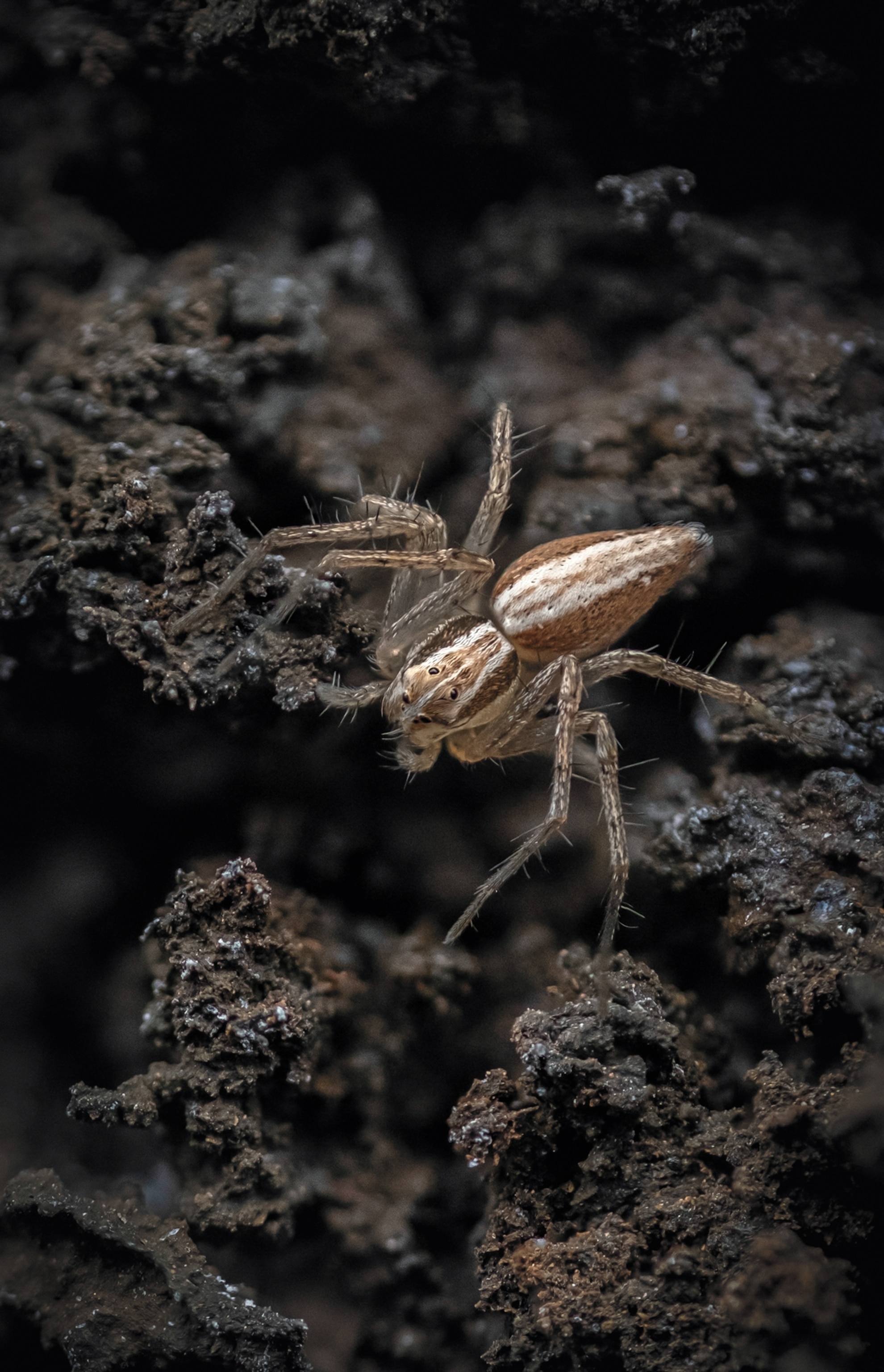 A close-up macro view of an Oxyopes spider walking across black lava rocks.