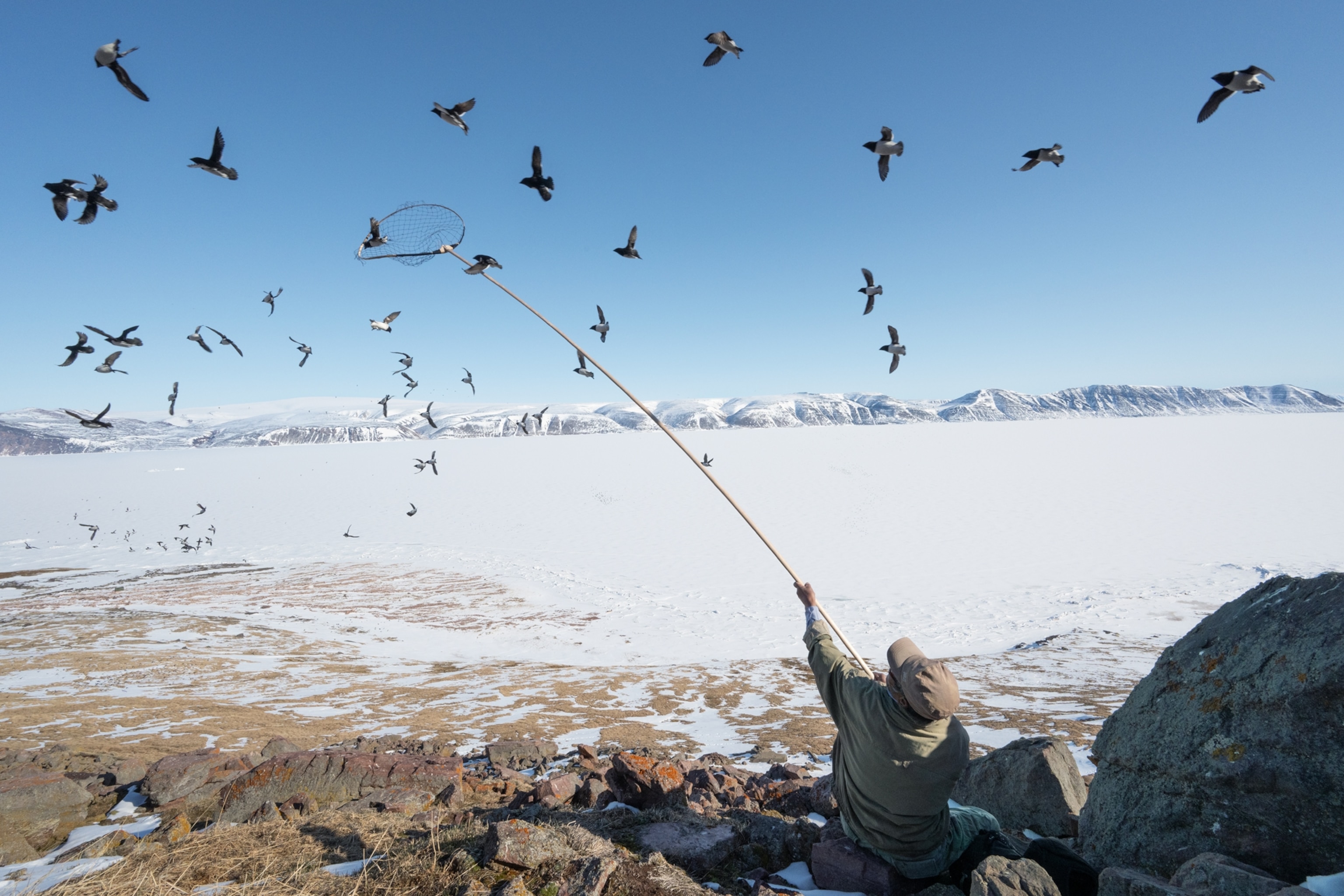 Pullaq Ulloriaq sits on the rocky ground and uses a long-handled net to catch little auks from the air above their nesting ground.