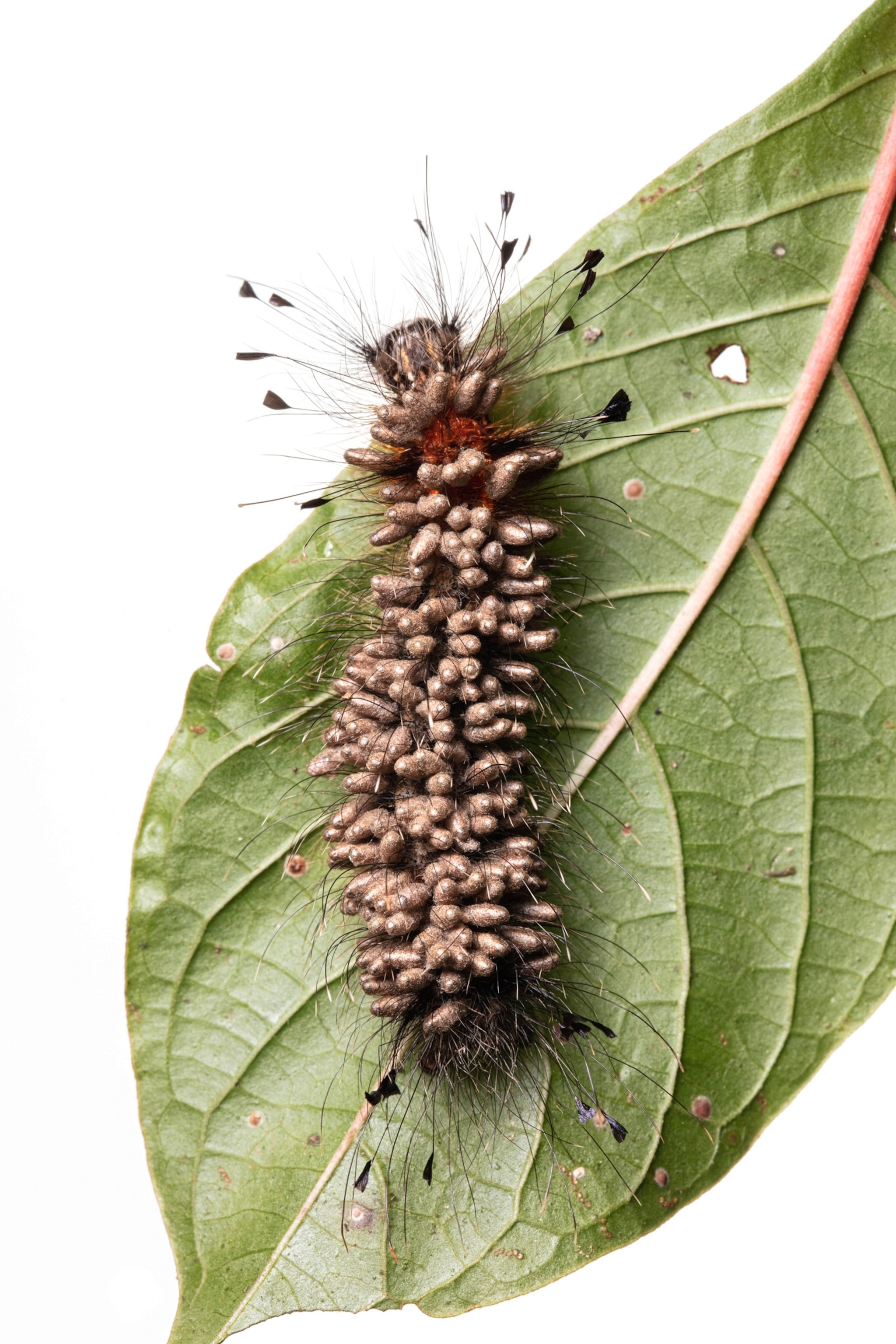 parasites coming out of a caterpillar sitting on a leaf