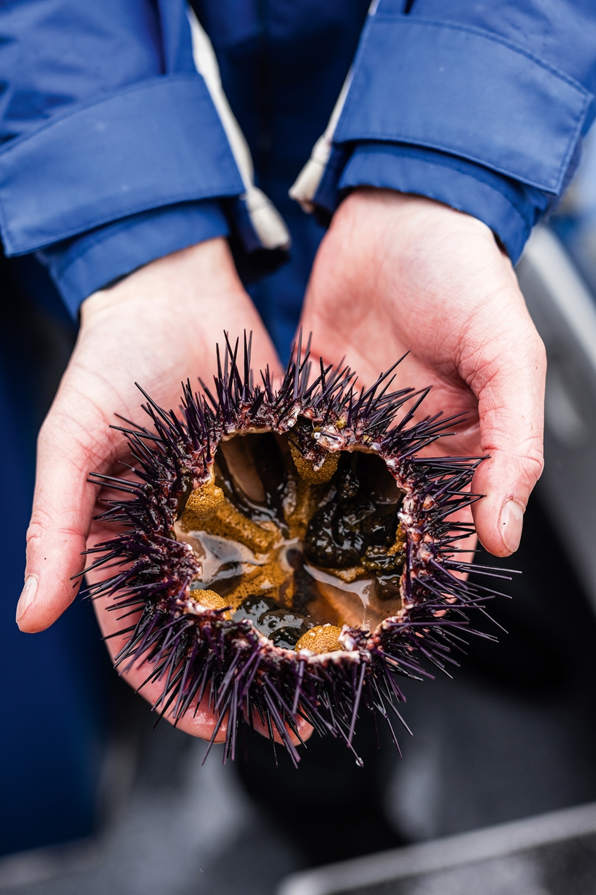Two hands cupping an open sea urchin with spikes and an oyster-like interior.