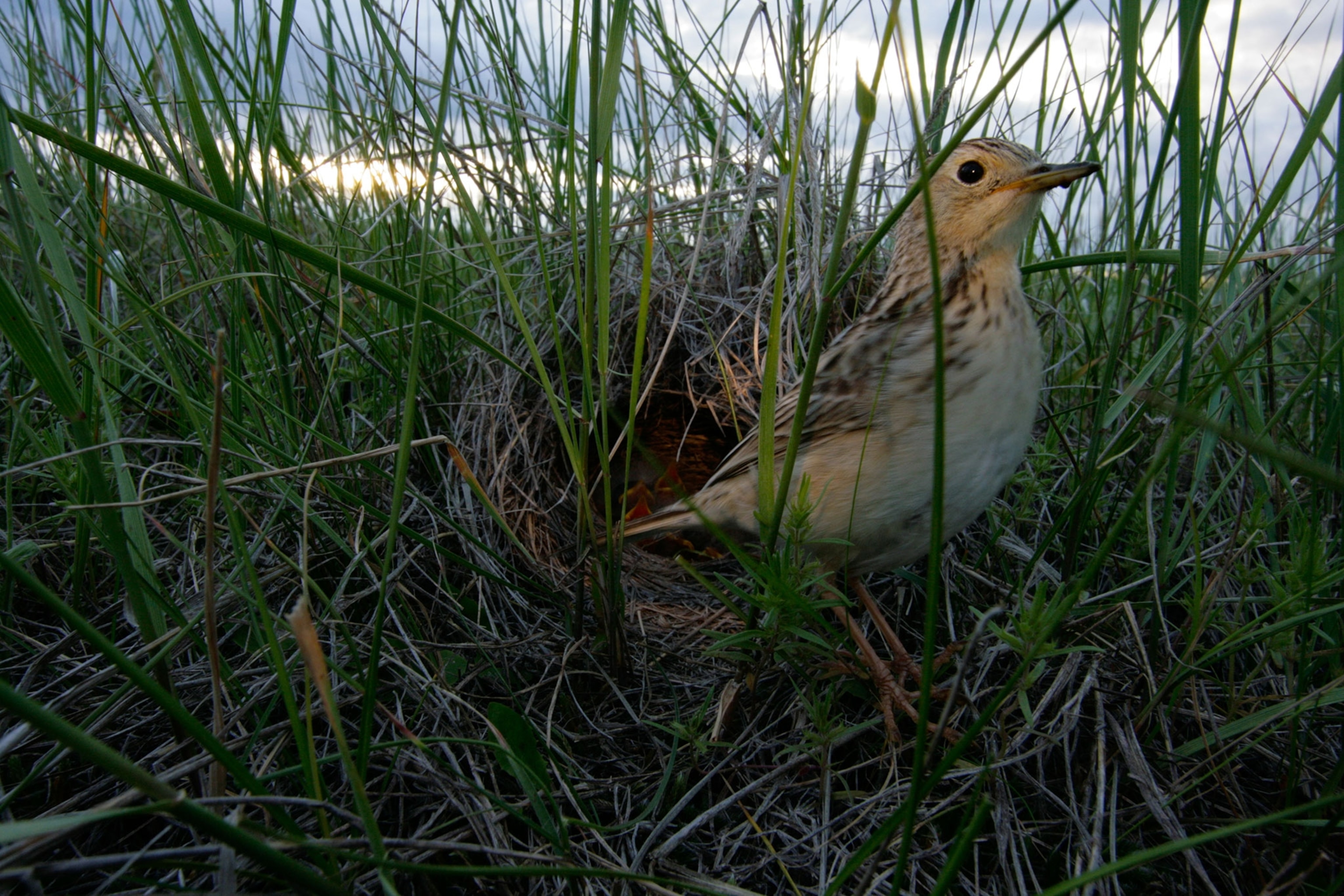 an adult Sprague's pipit standing outside of its nest