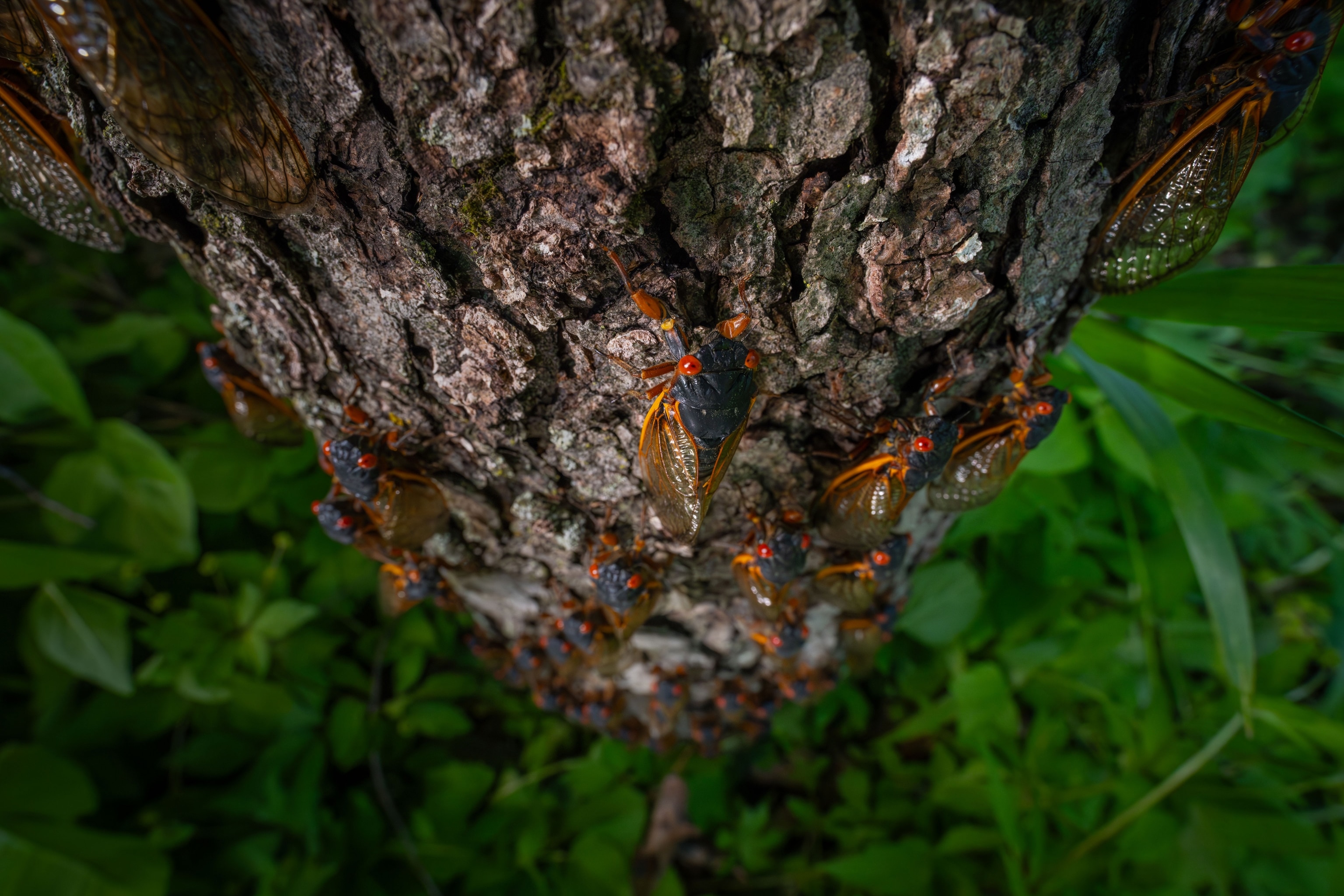 cicadas climb a tree