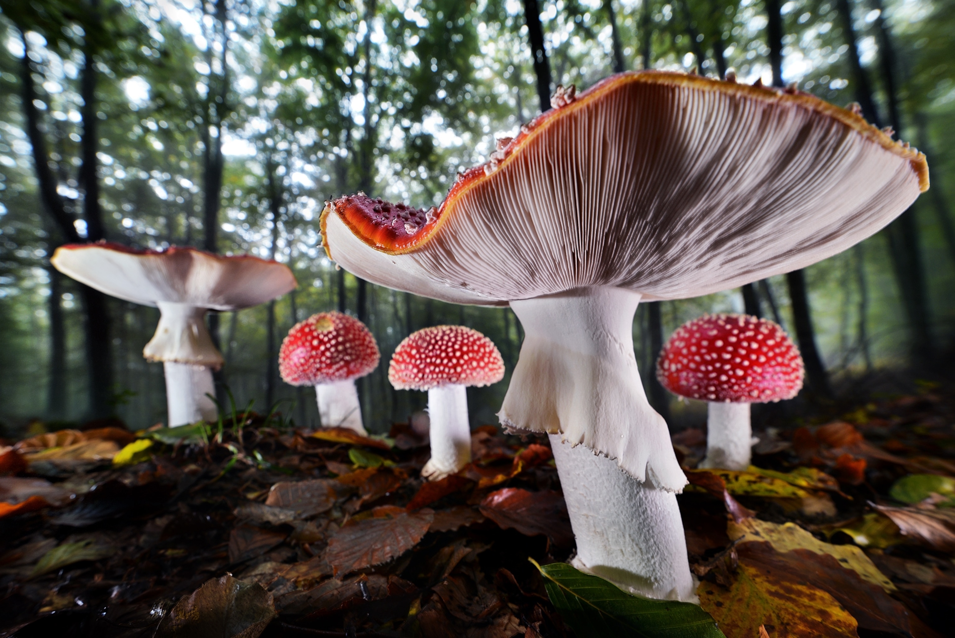 Datail of a Amanita muscaria in the woods.