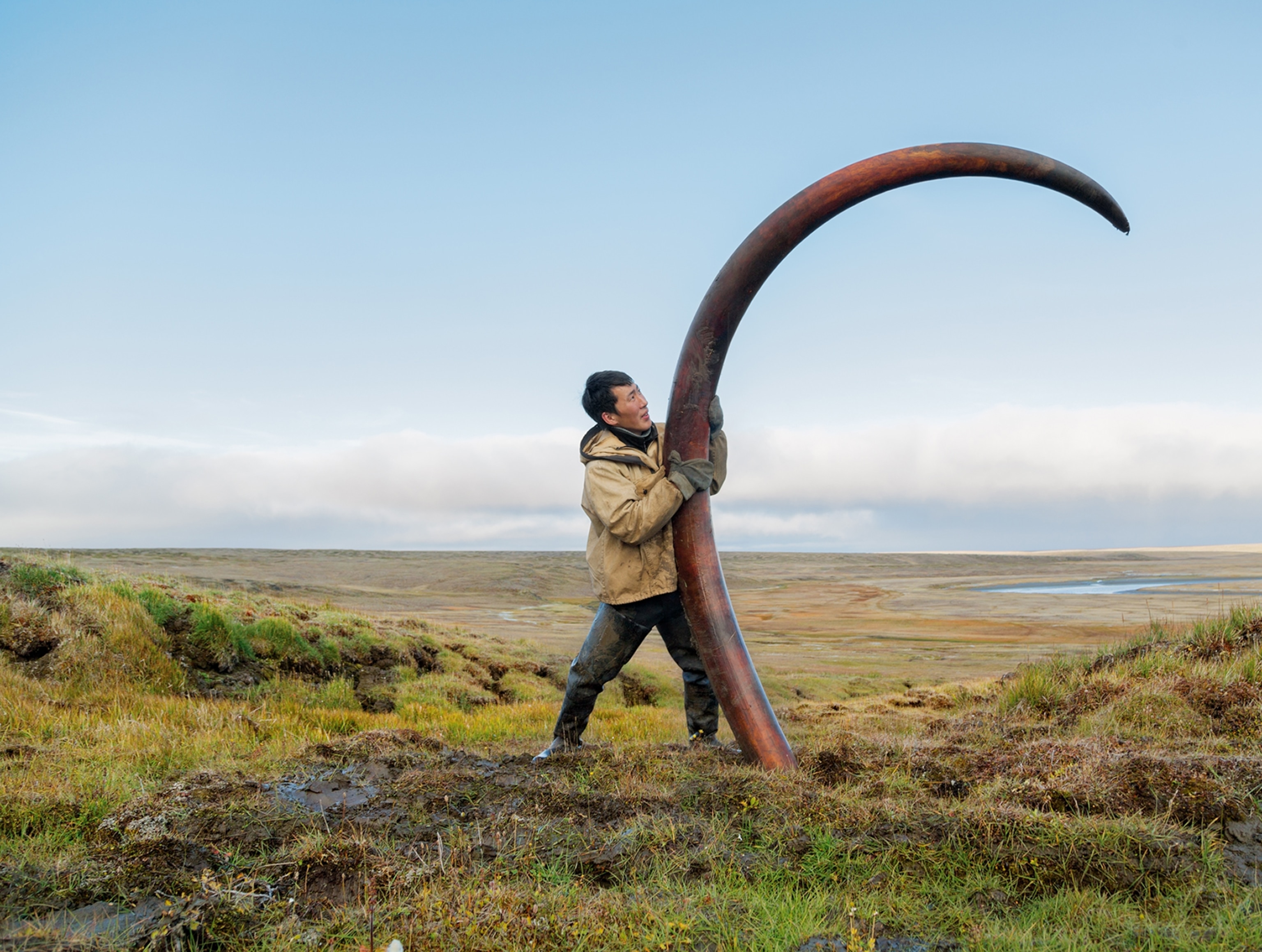 hunter propping up a mammoth tusk in Siberia