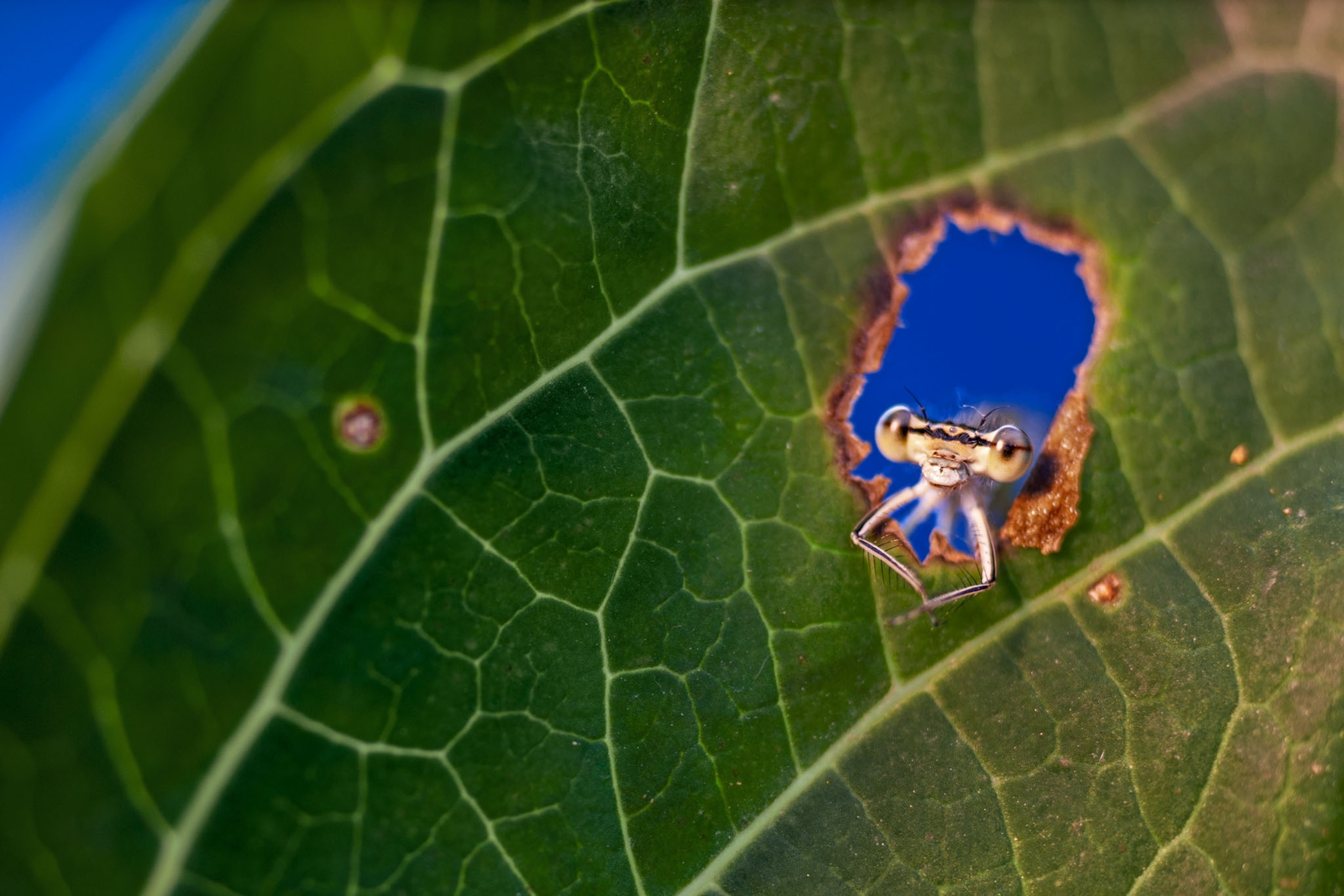 insect looking through hole in green leaf.