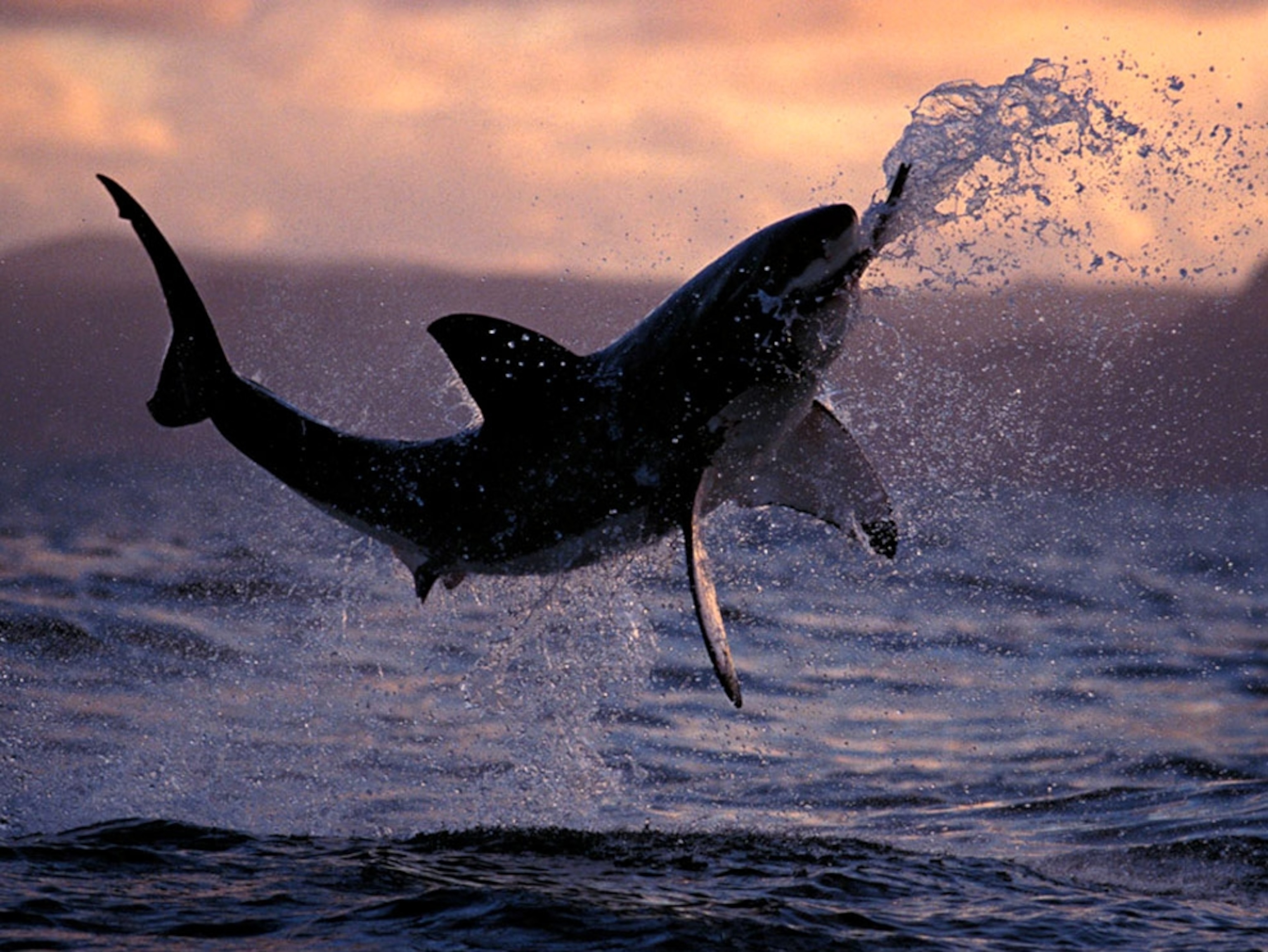 Great white breaching