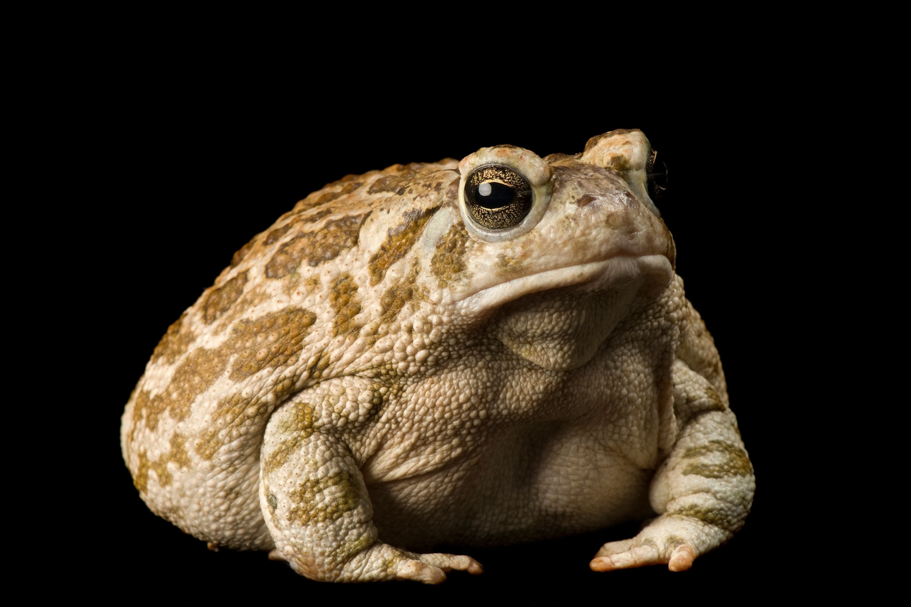 a great plains toad