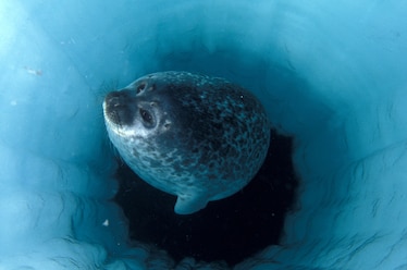 a ringed seal