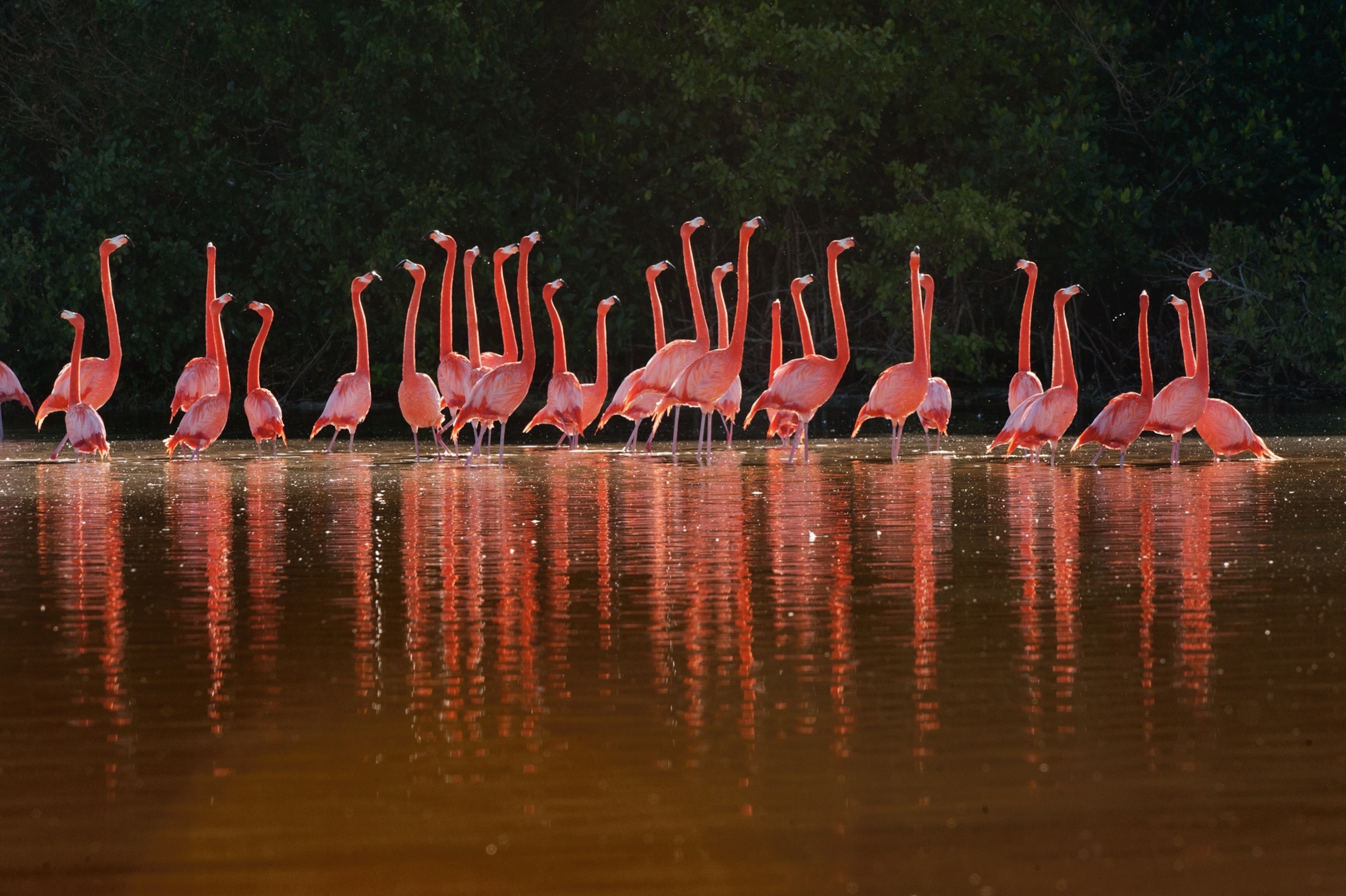 Flamingos Courting
