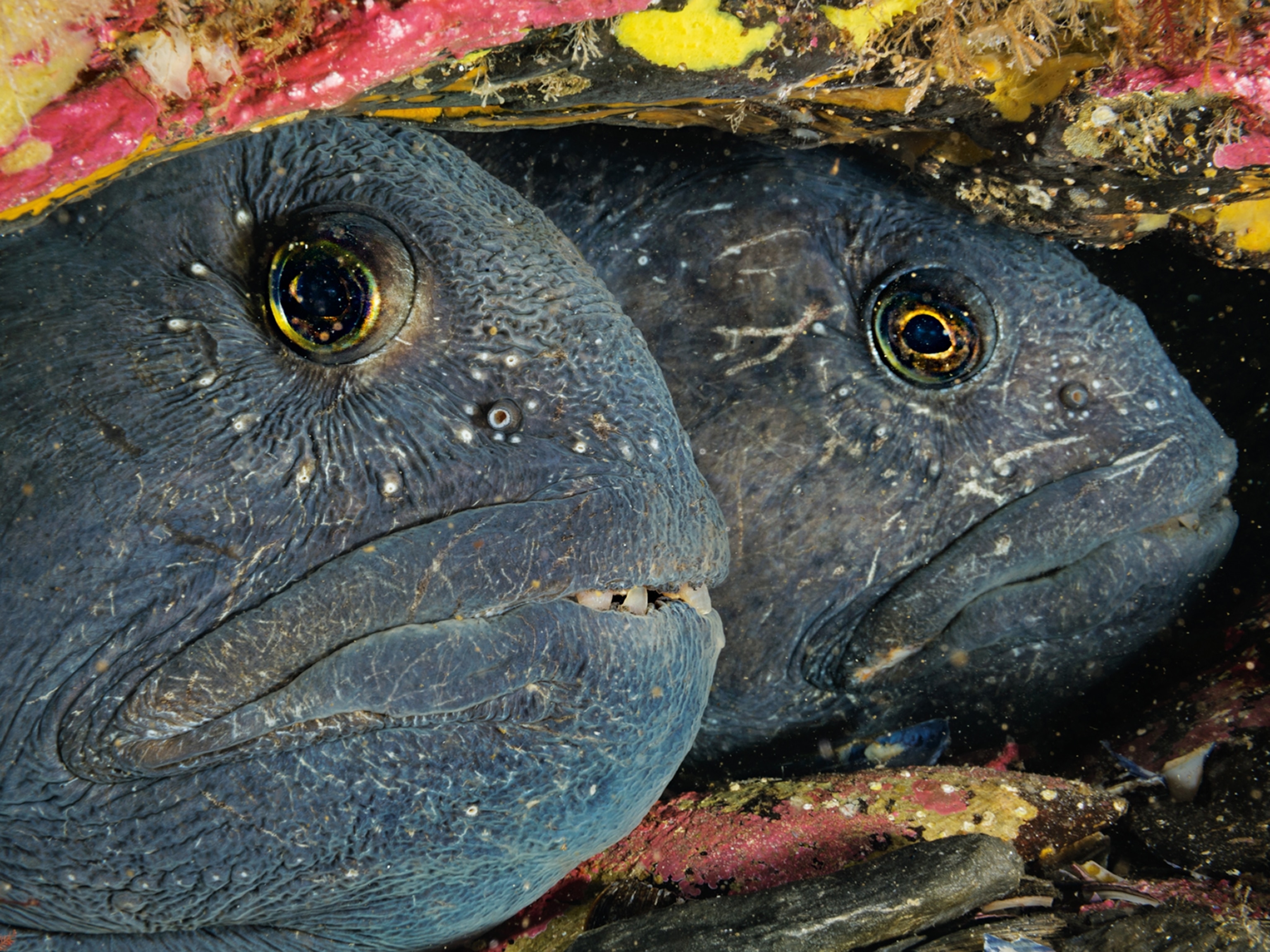 Atlantic Wolffish