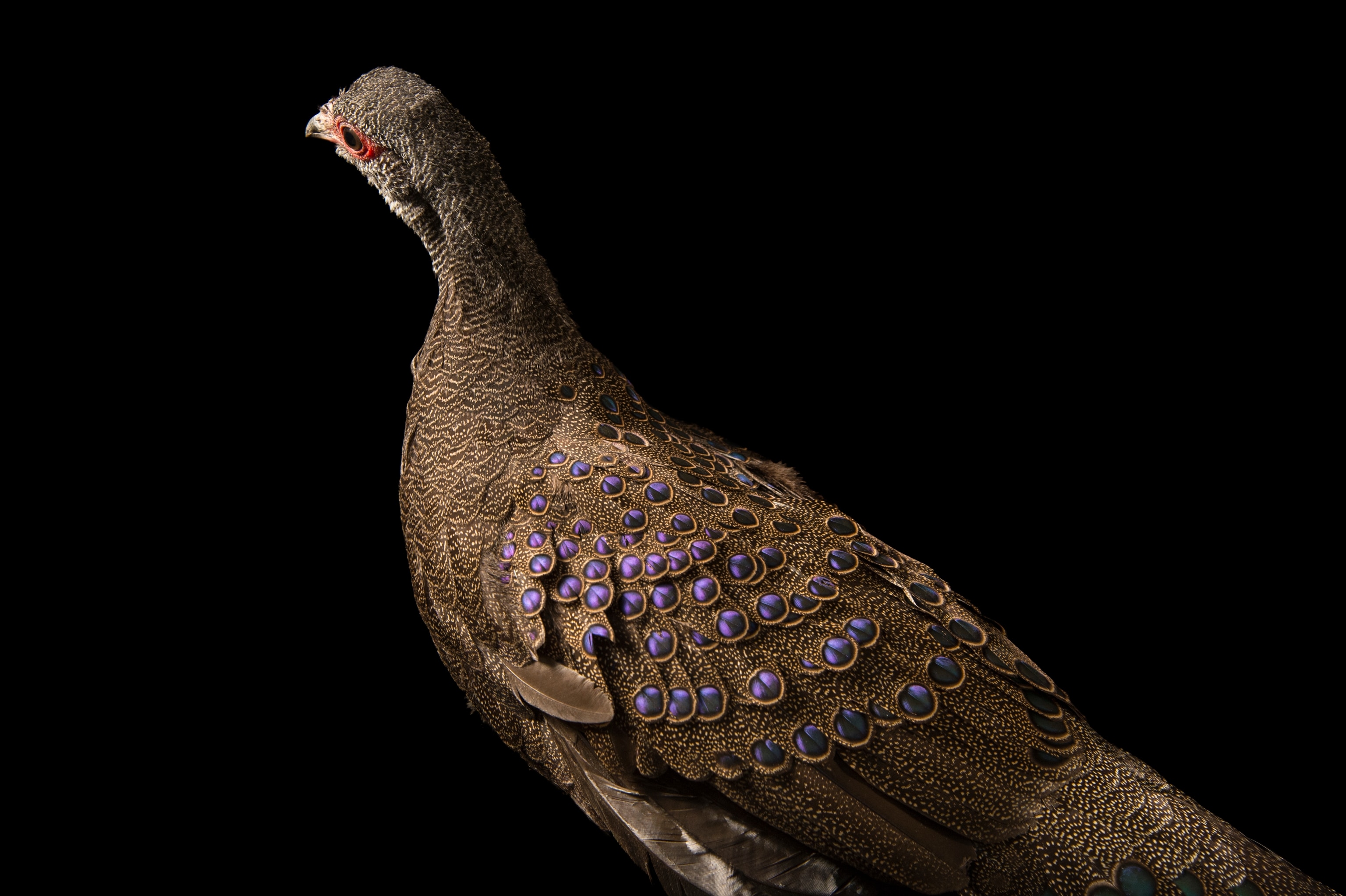 Peacock Pheasant on back blackbaground with dark gray and purple feathers.