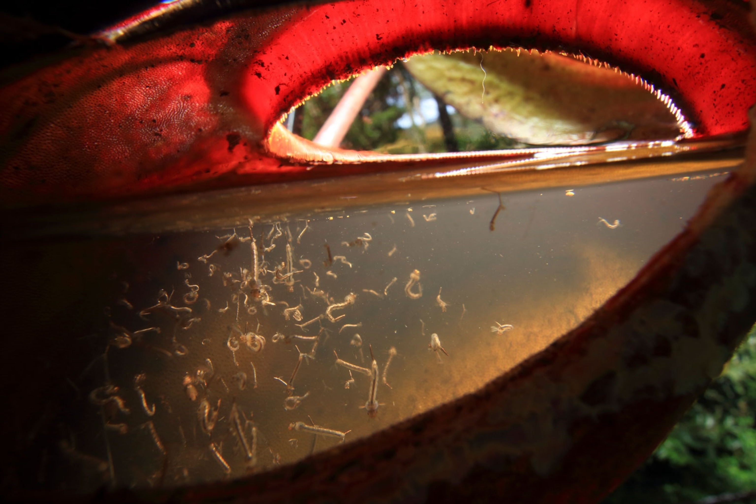 mosquito larve in a pitcher plant