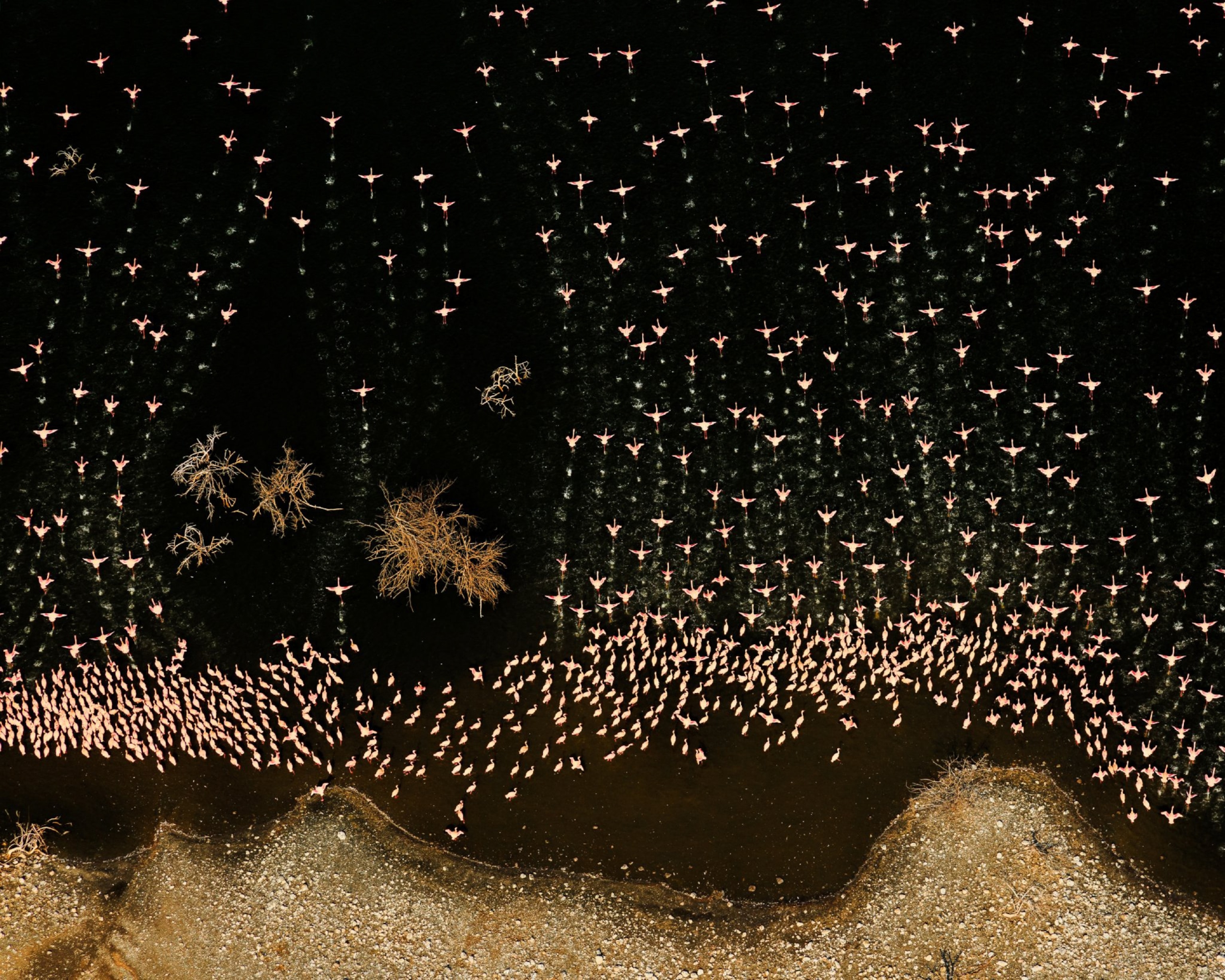 flamingos