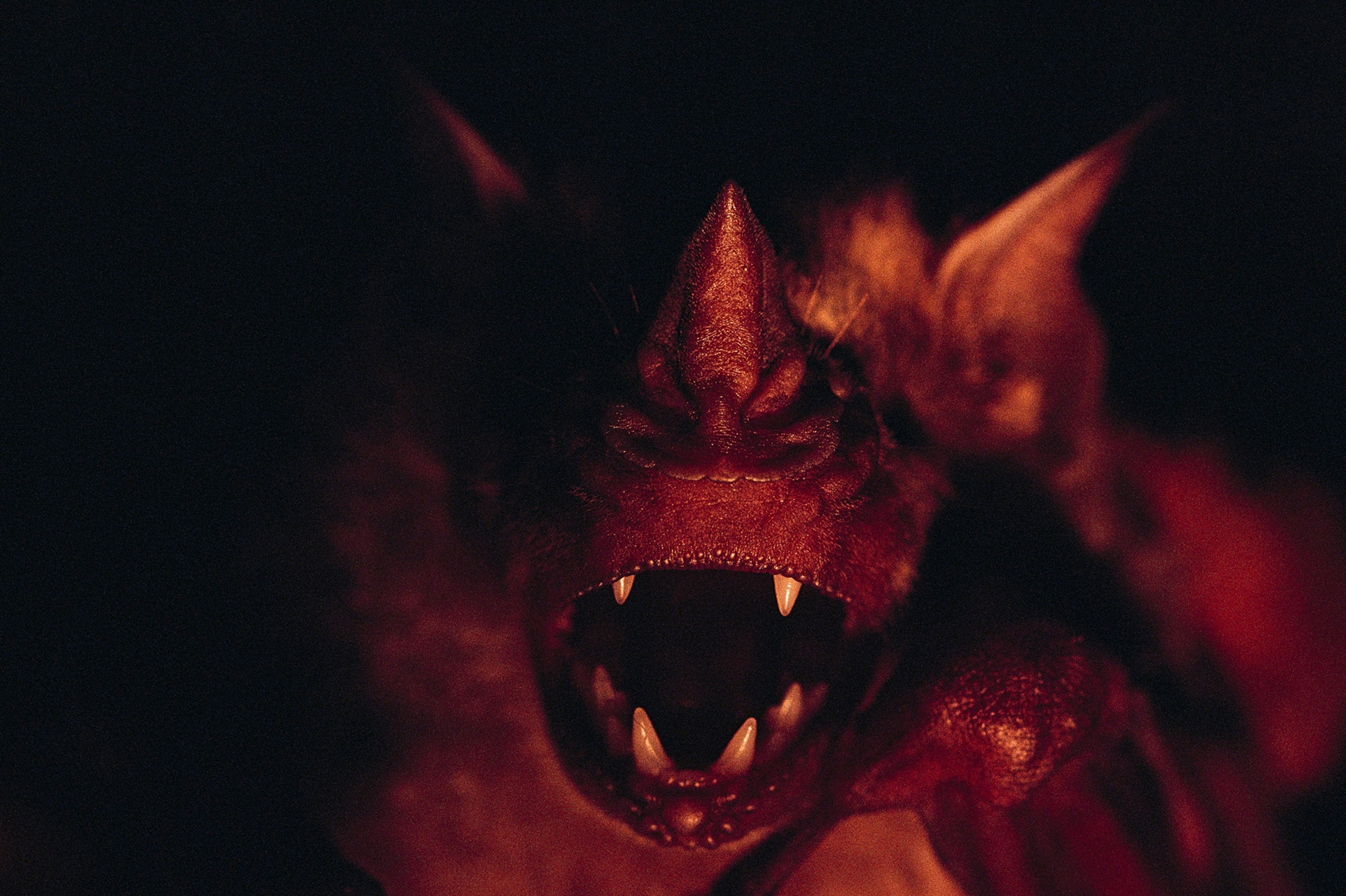 A close-up of a fruit bat's open mouth.