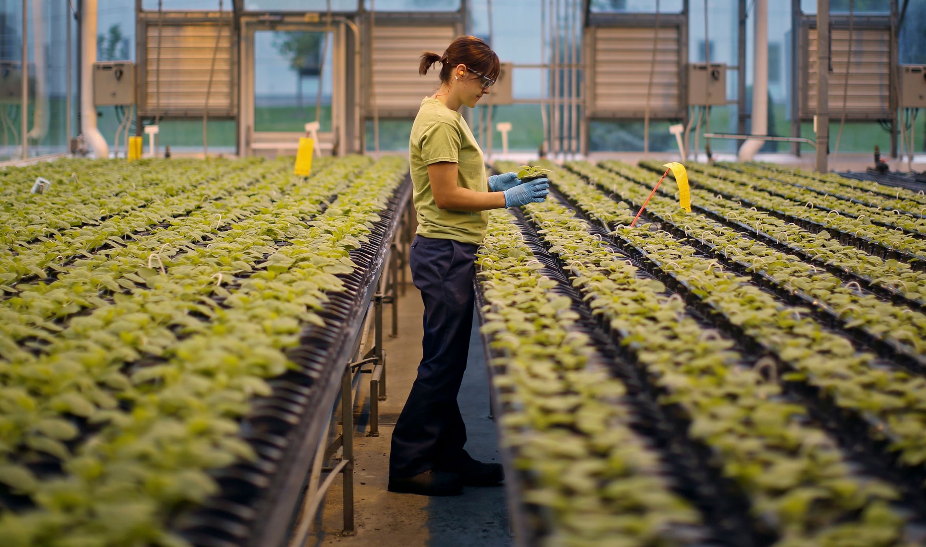 Nicotiana plants
