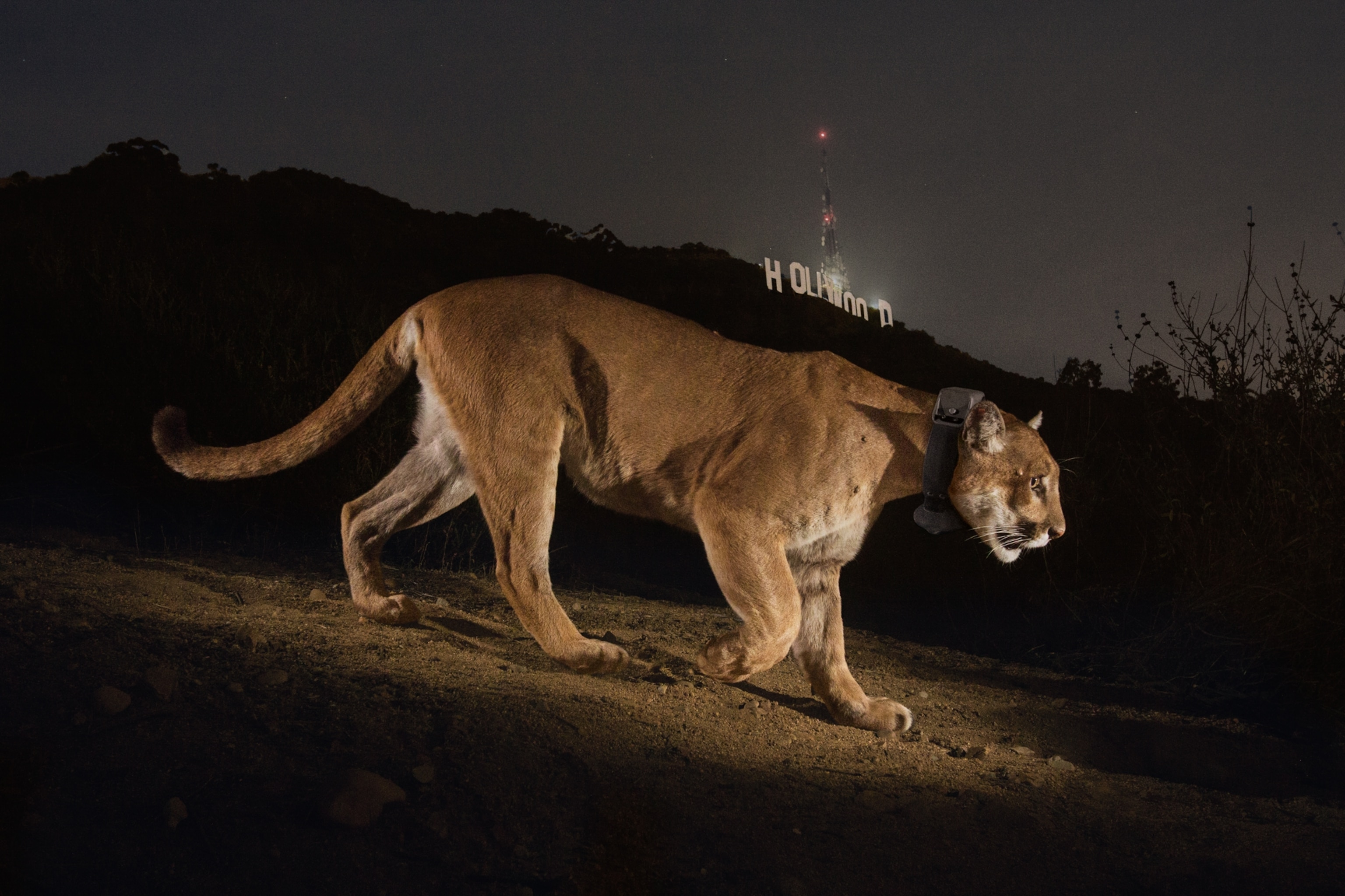 a cougar in Los Angeles