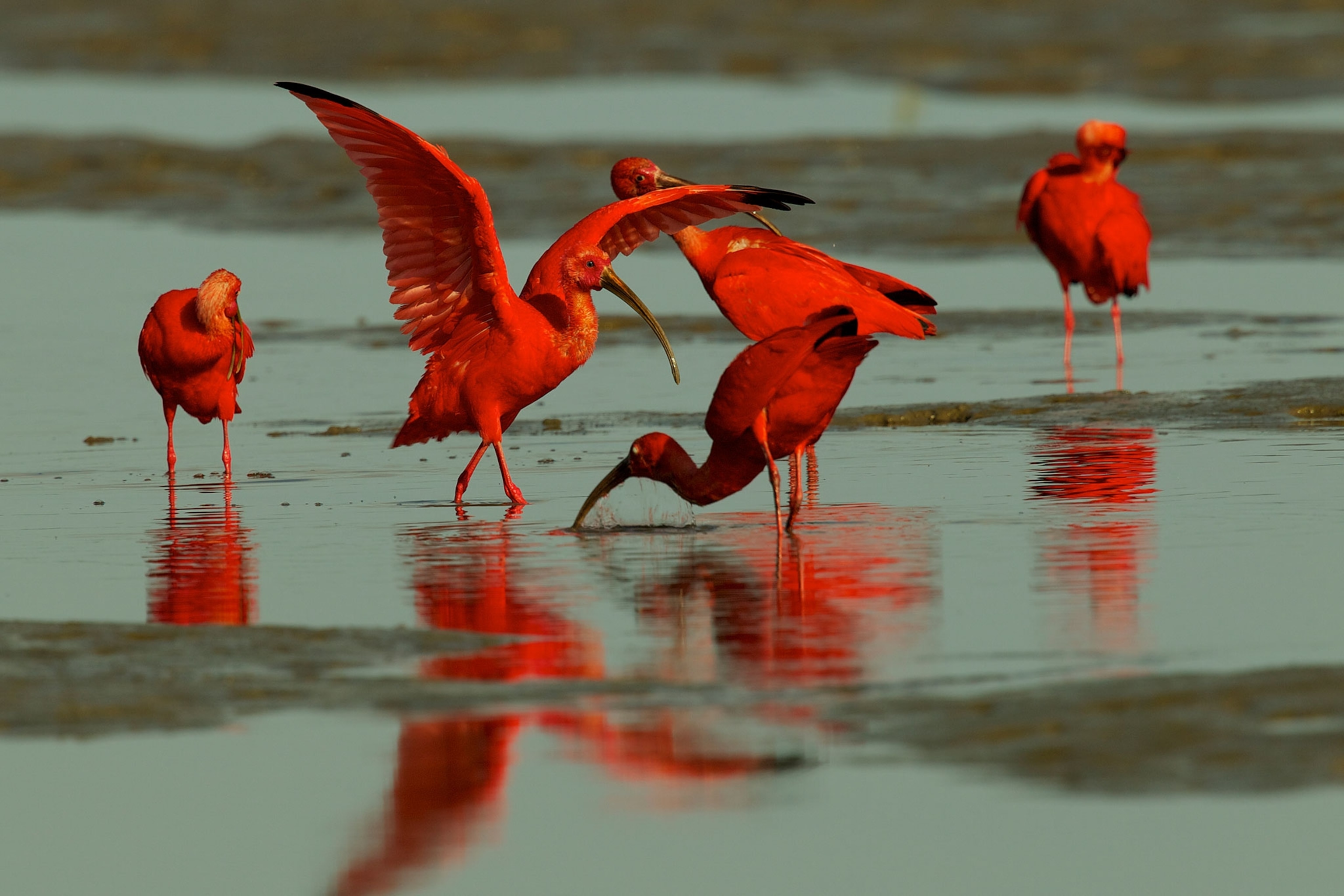 scarlet ibis foraging in mud flats