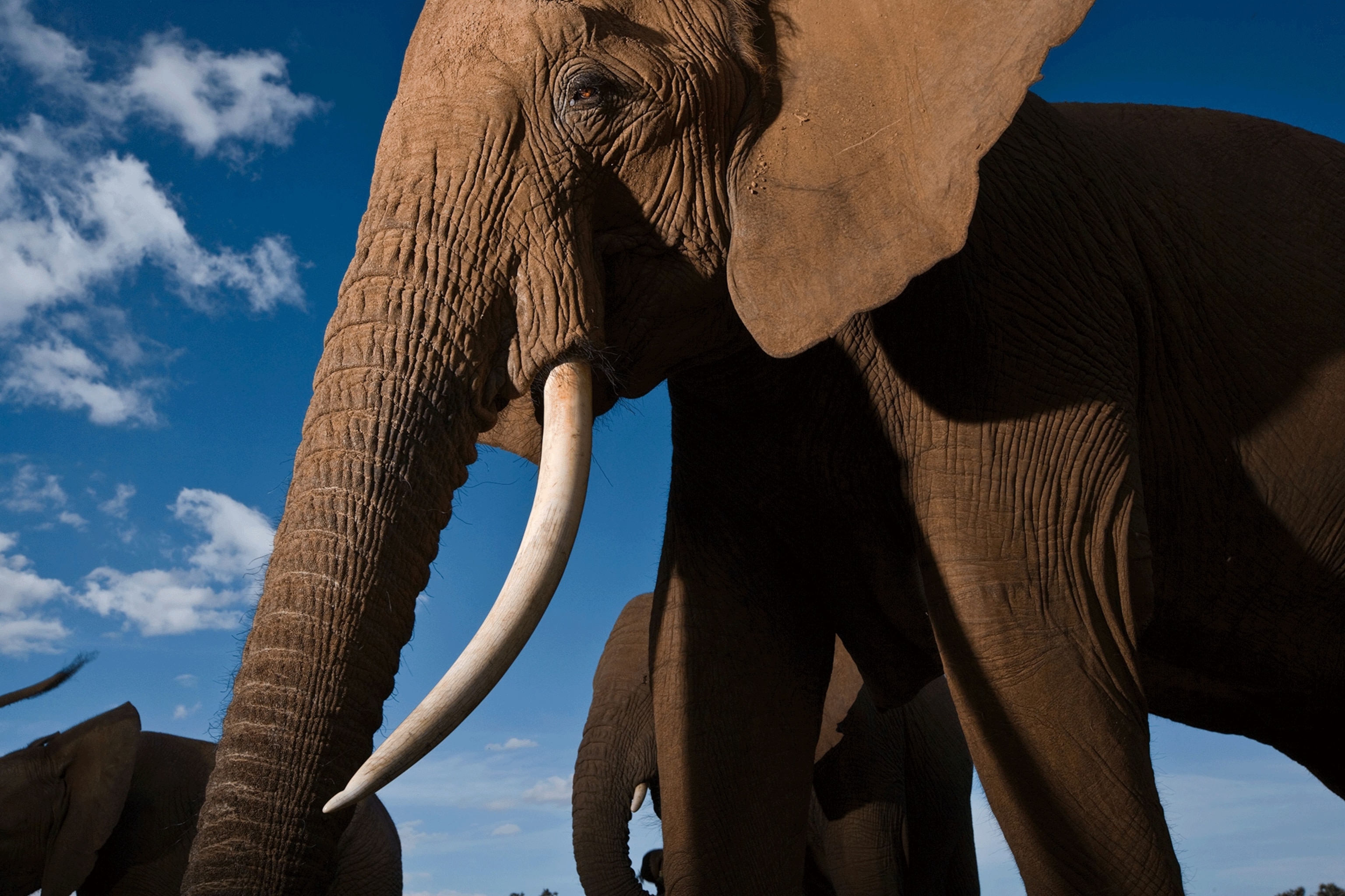 elephant