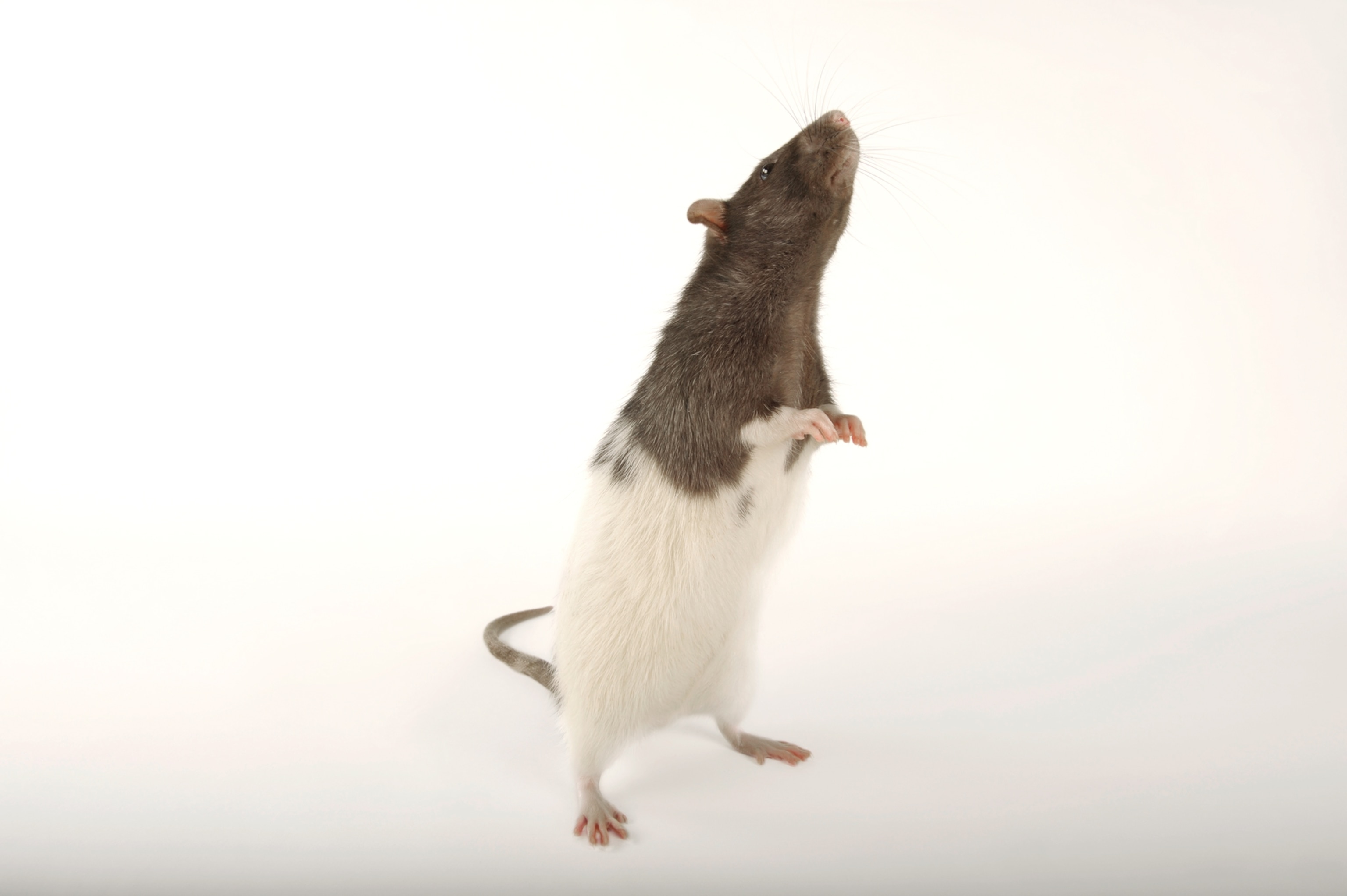 a brown rat