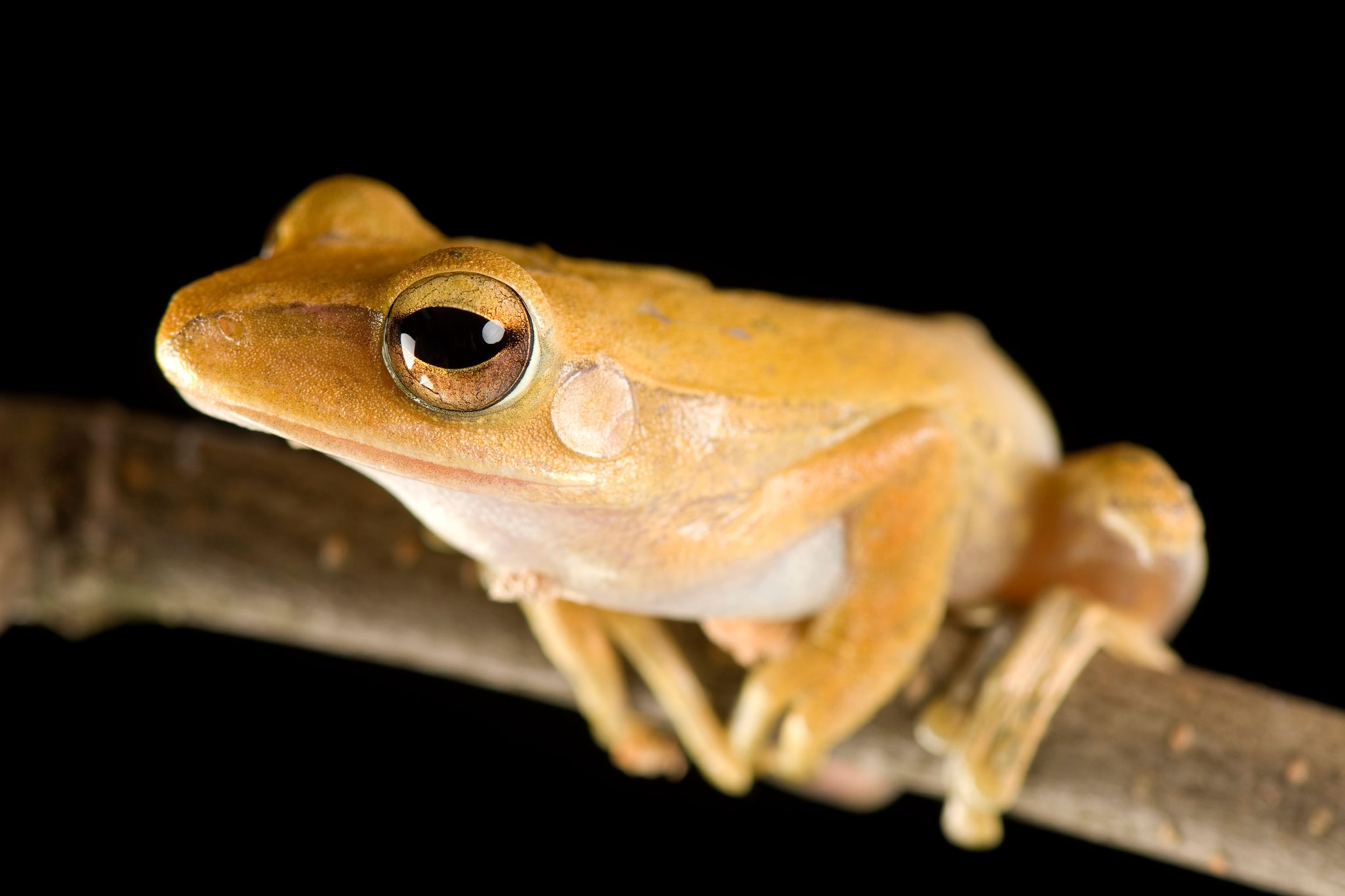 a Malaysian golden gliding frog