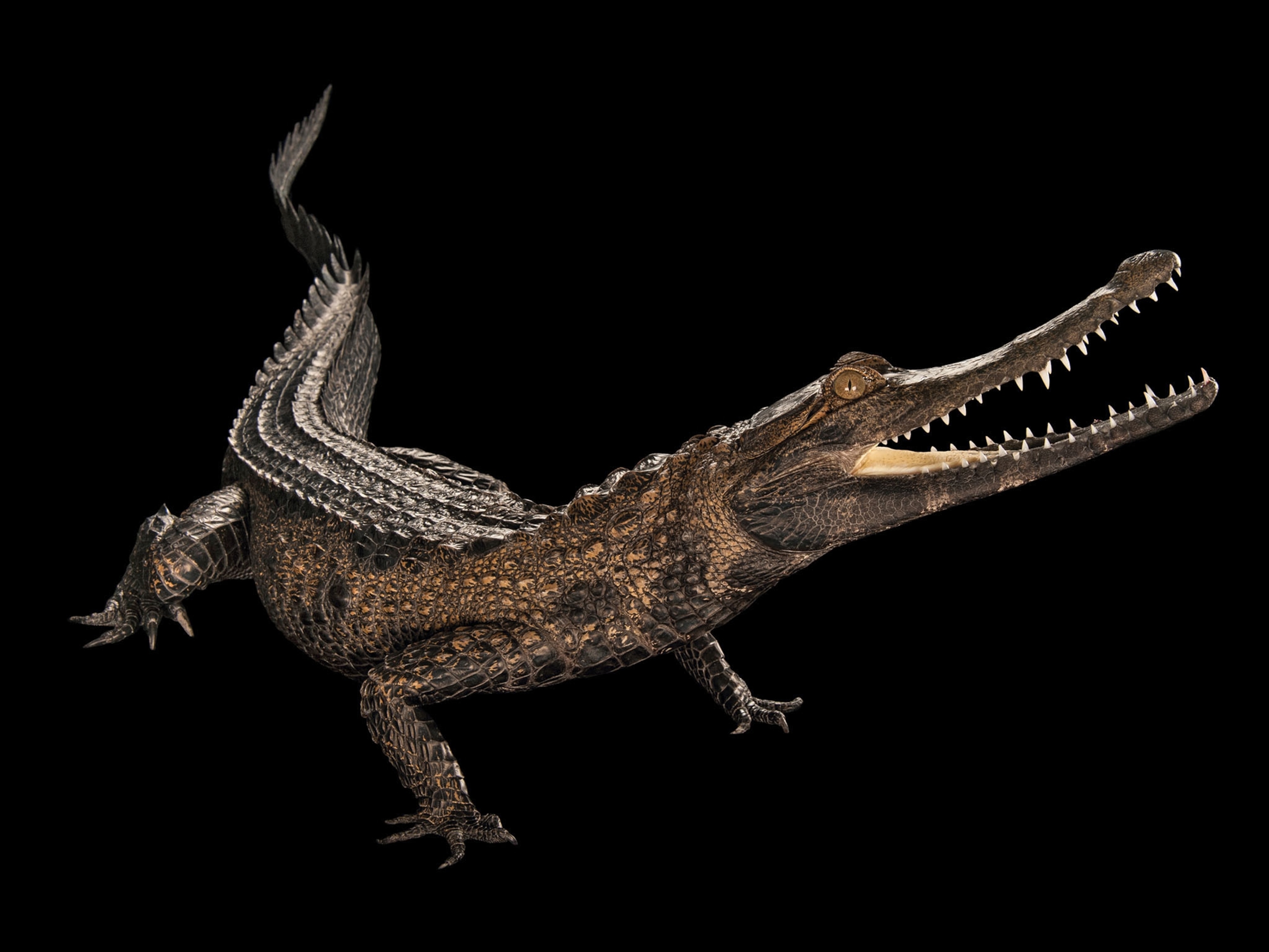 a West African slender snouted crocodile