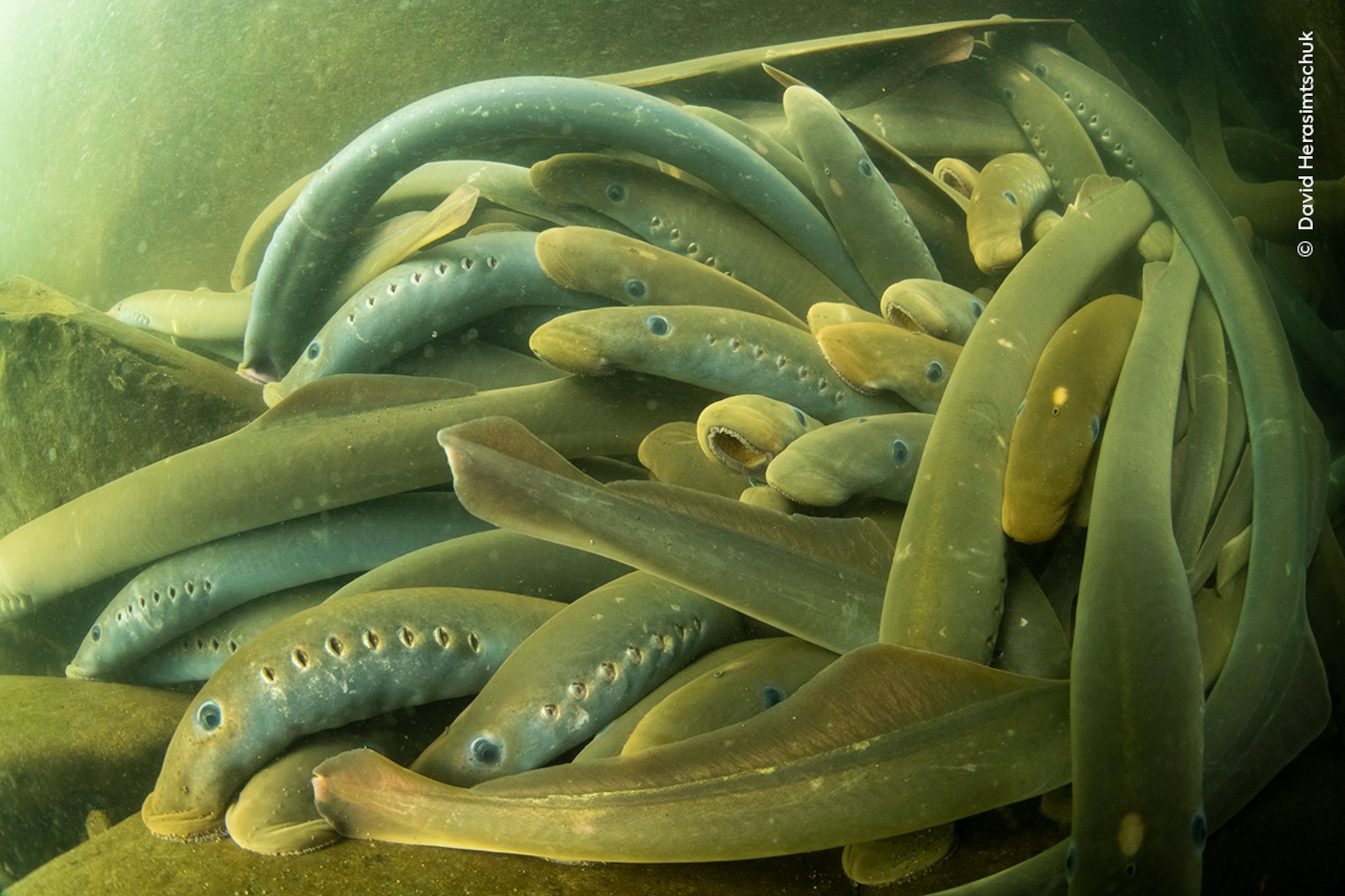 Lampreys swarm around each other in a clump underwater.