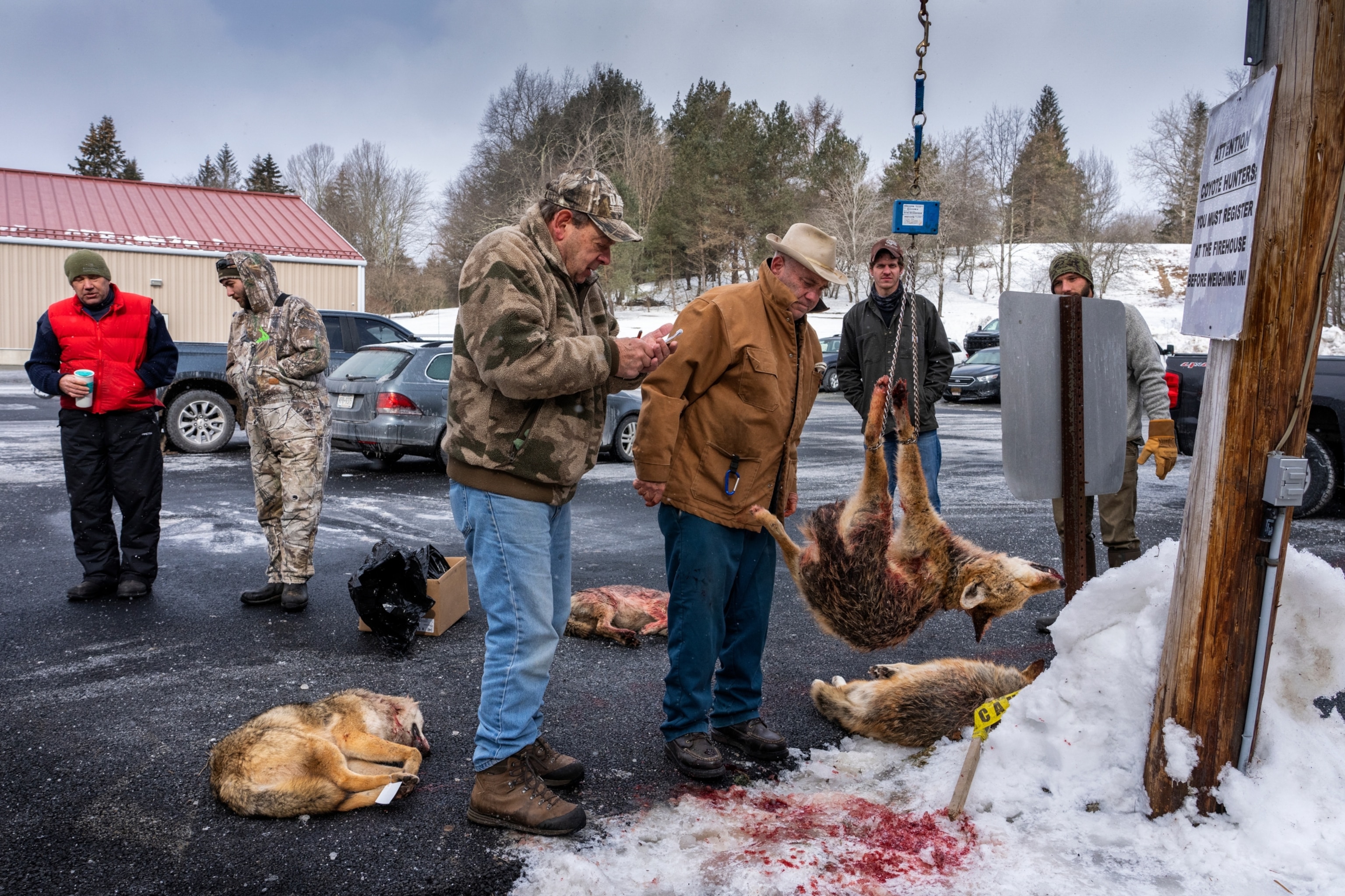 Picture of a dead coyote being weighed