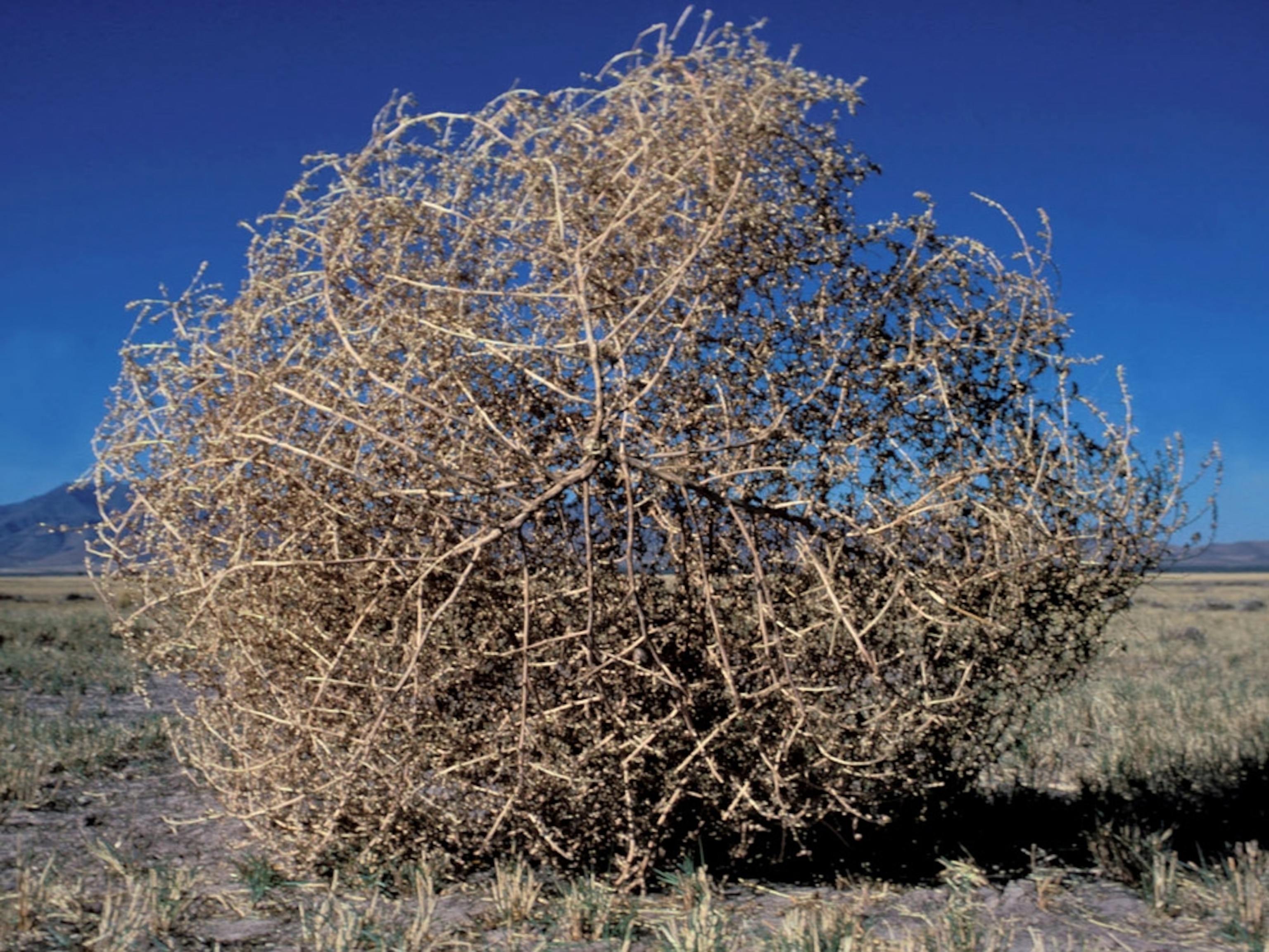 Close-up of tumbleweed plant