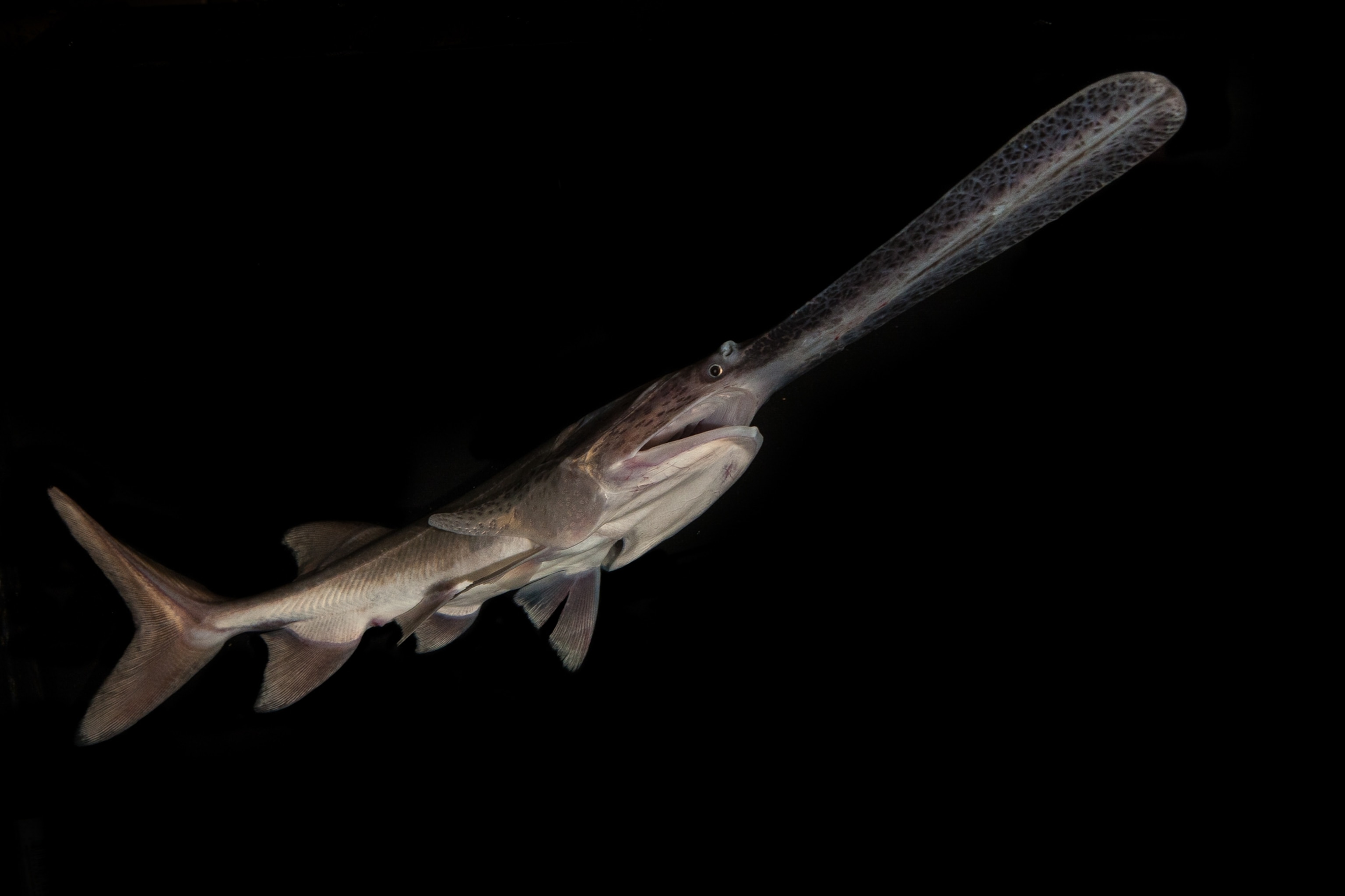 the American paddlefish which typically lives in the Mississippi River