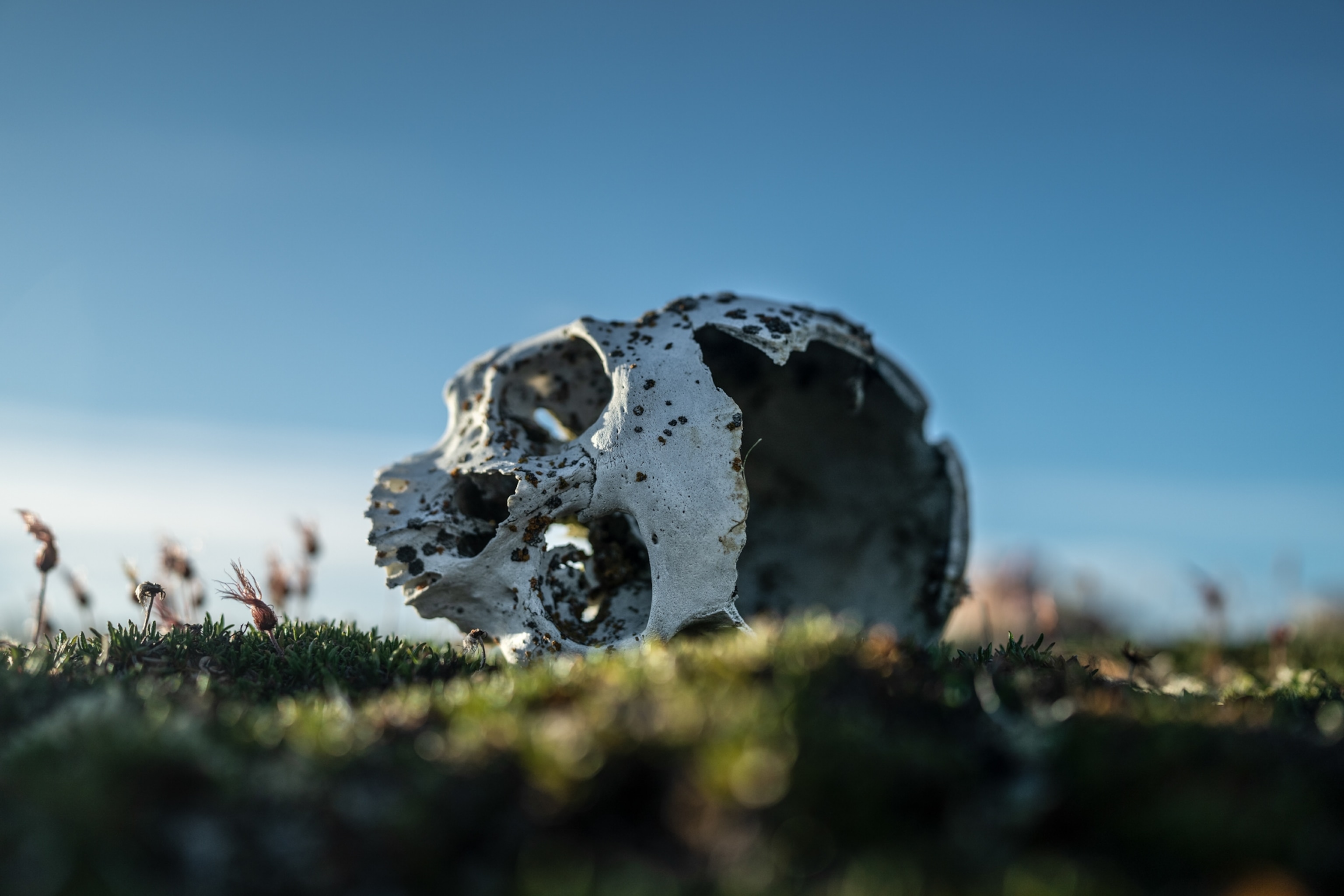 Human skull on its side lying on the ground.
