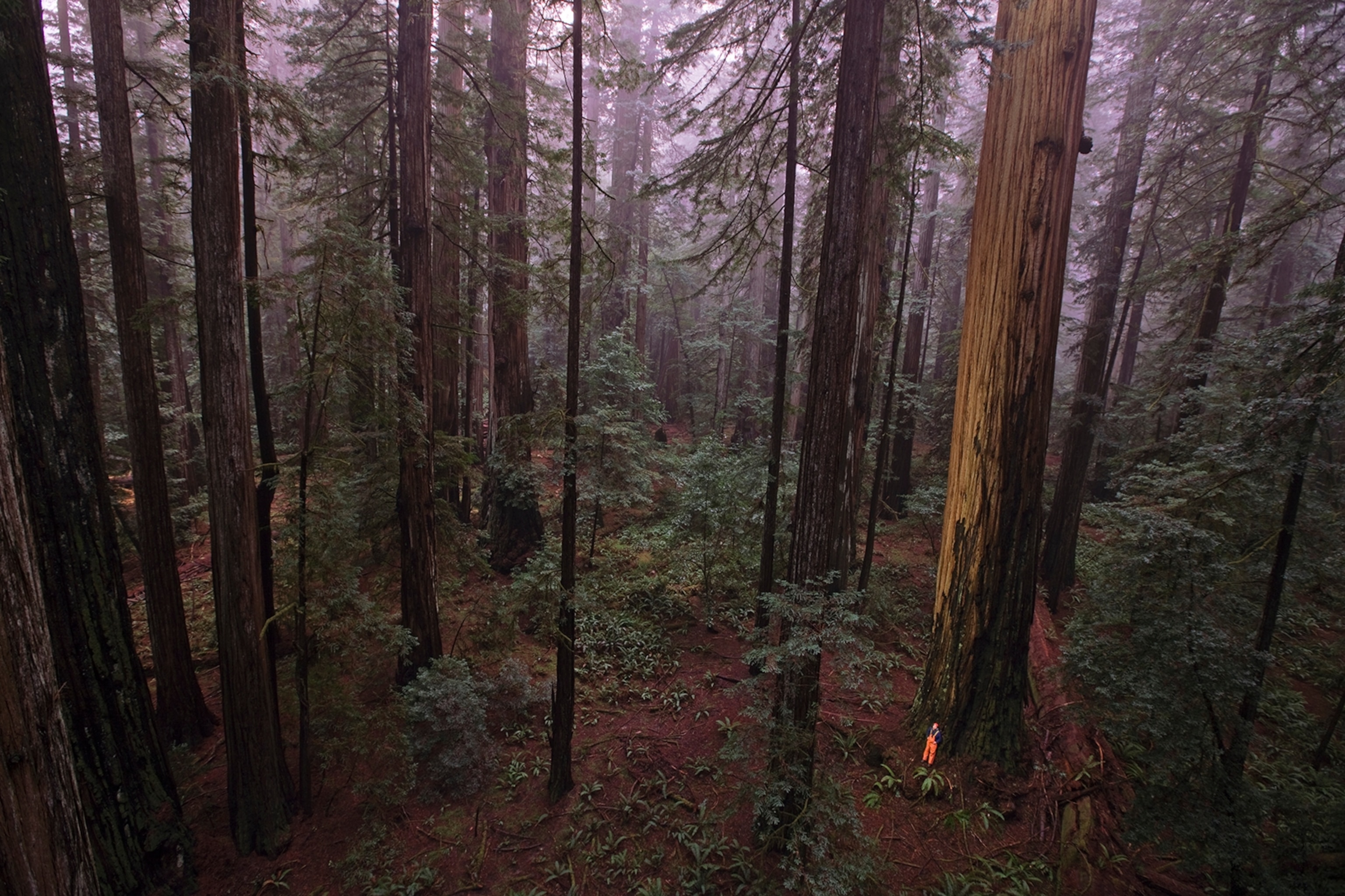 Humboldt Redwoods State Park