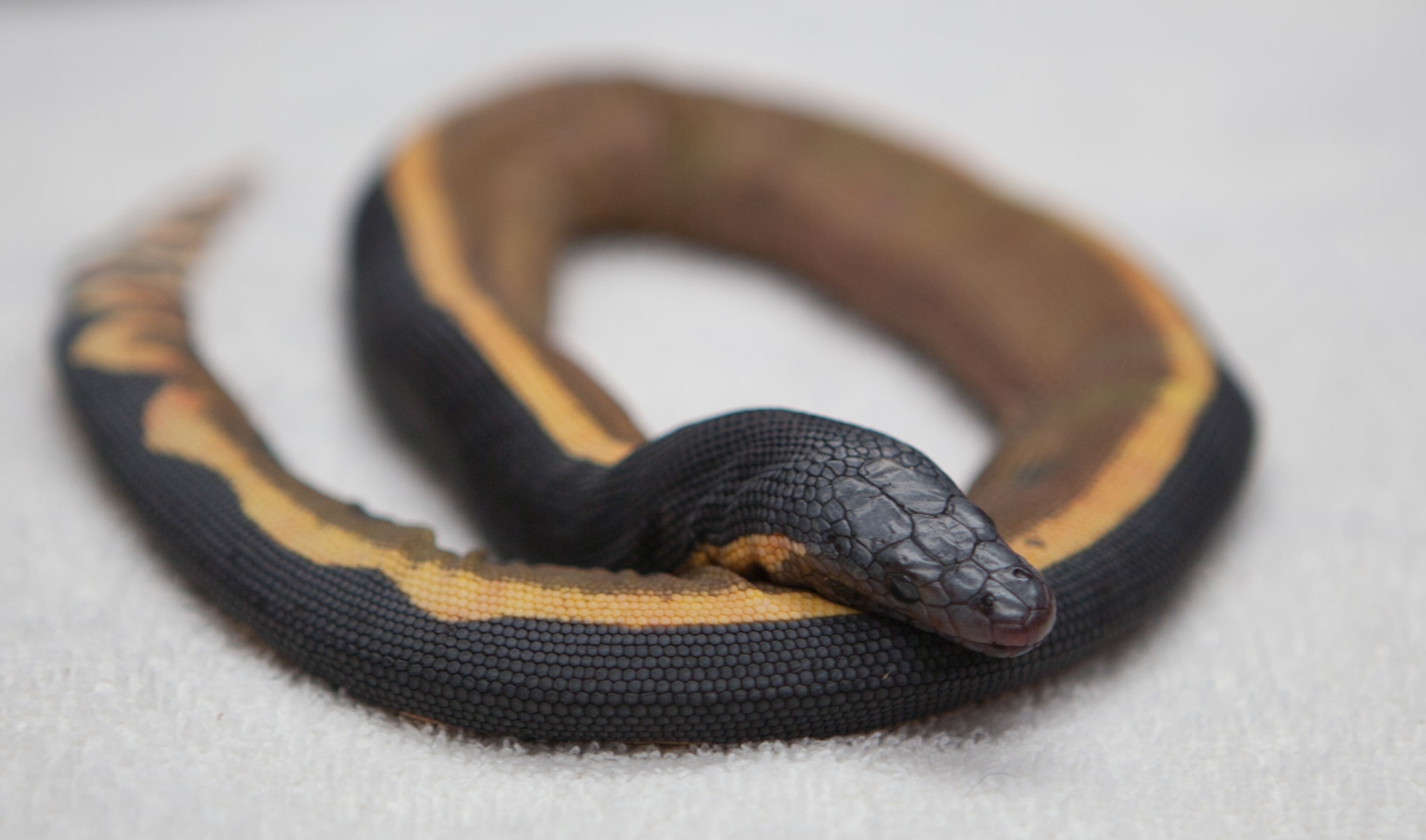 yellow bellied snake