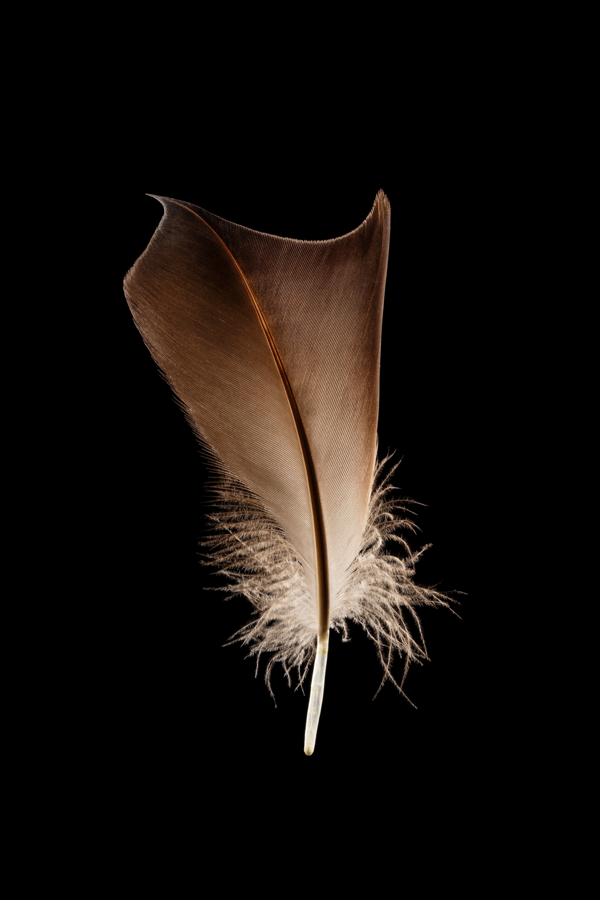 Wide and short feather.