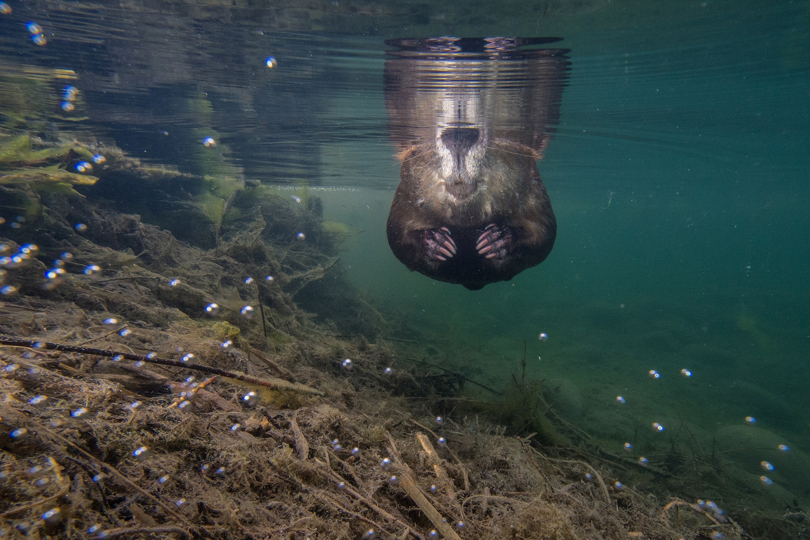A beaver swimming showing his hands and nails.
