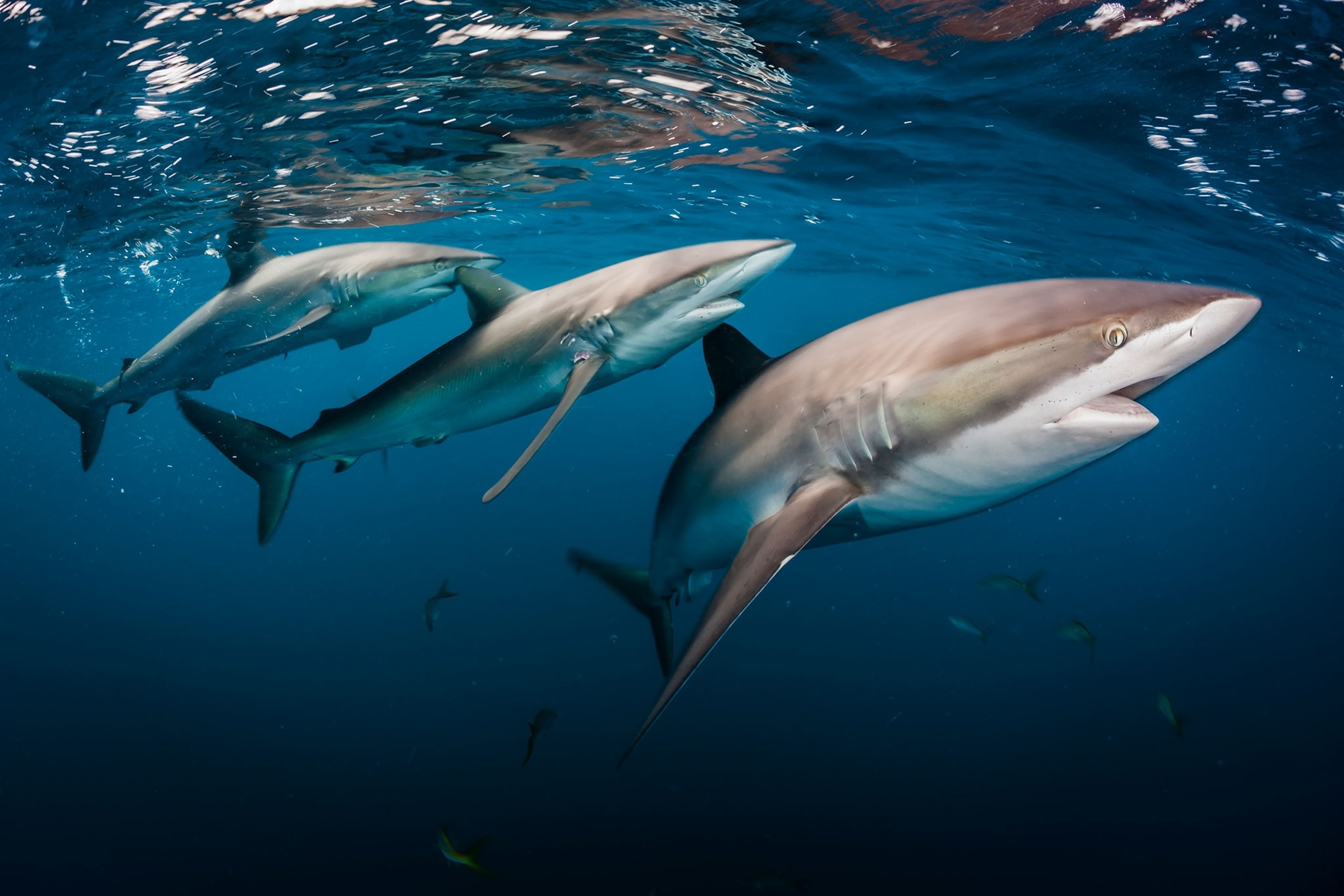 a group of silky sharks off the coast of Cuba