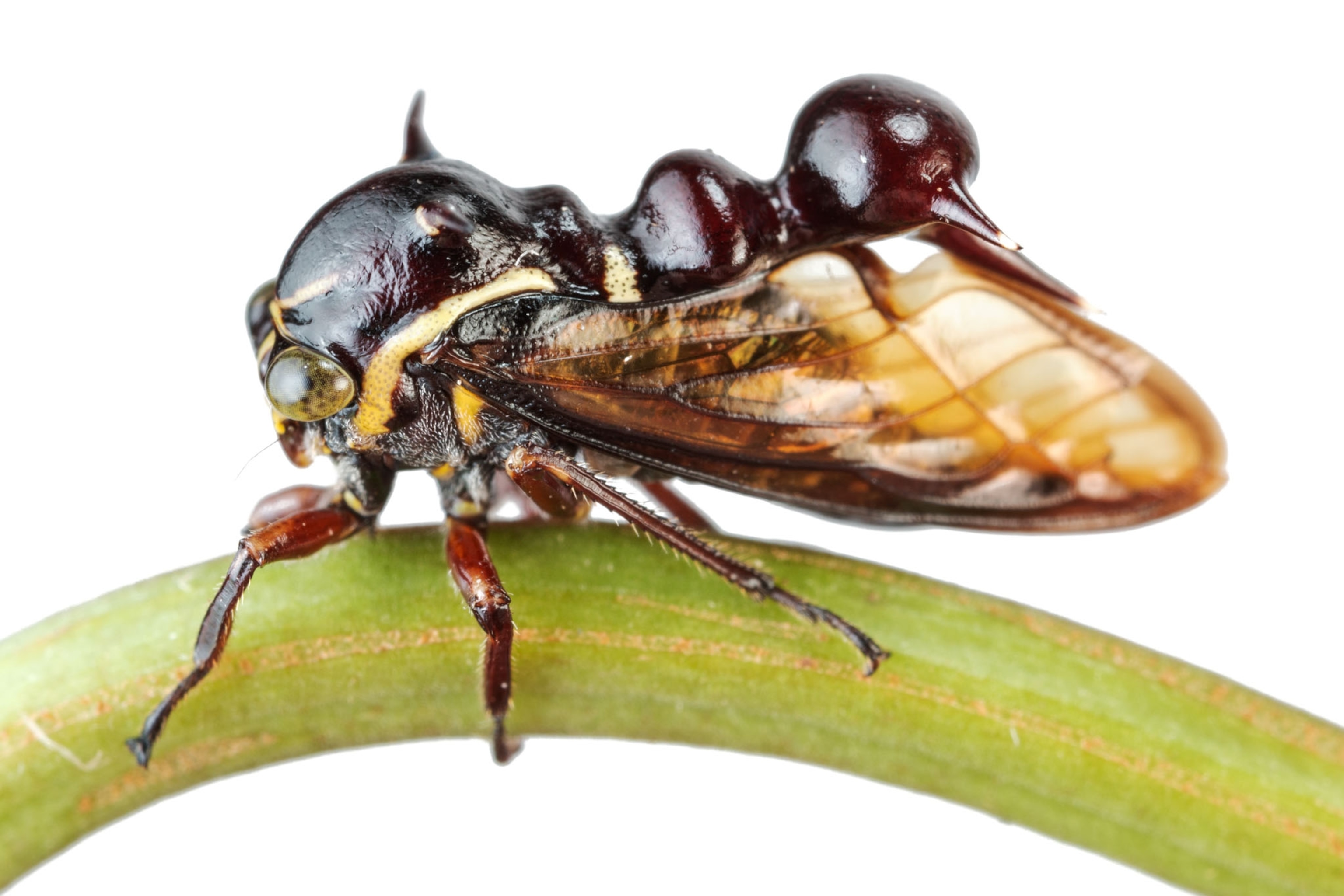 a treehopper on a white background